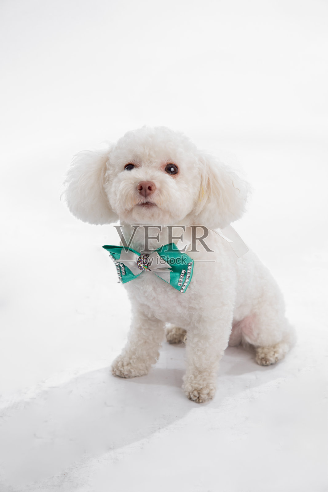白色贵宾犬戴着绿色领结,坐在白色雪地背景上。照片摄影图片