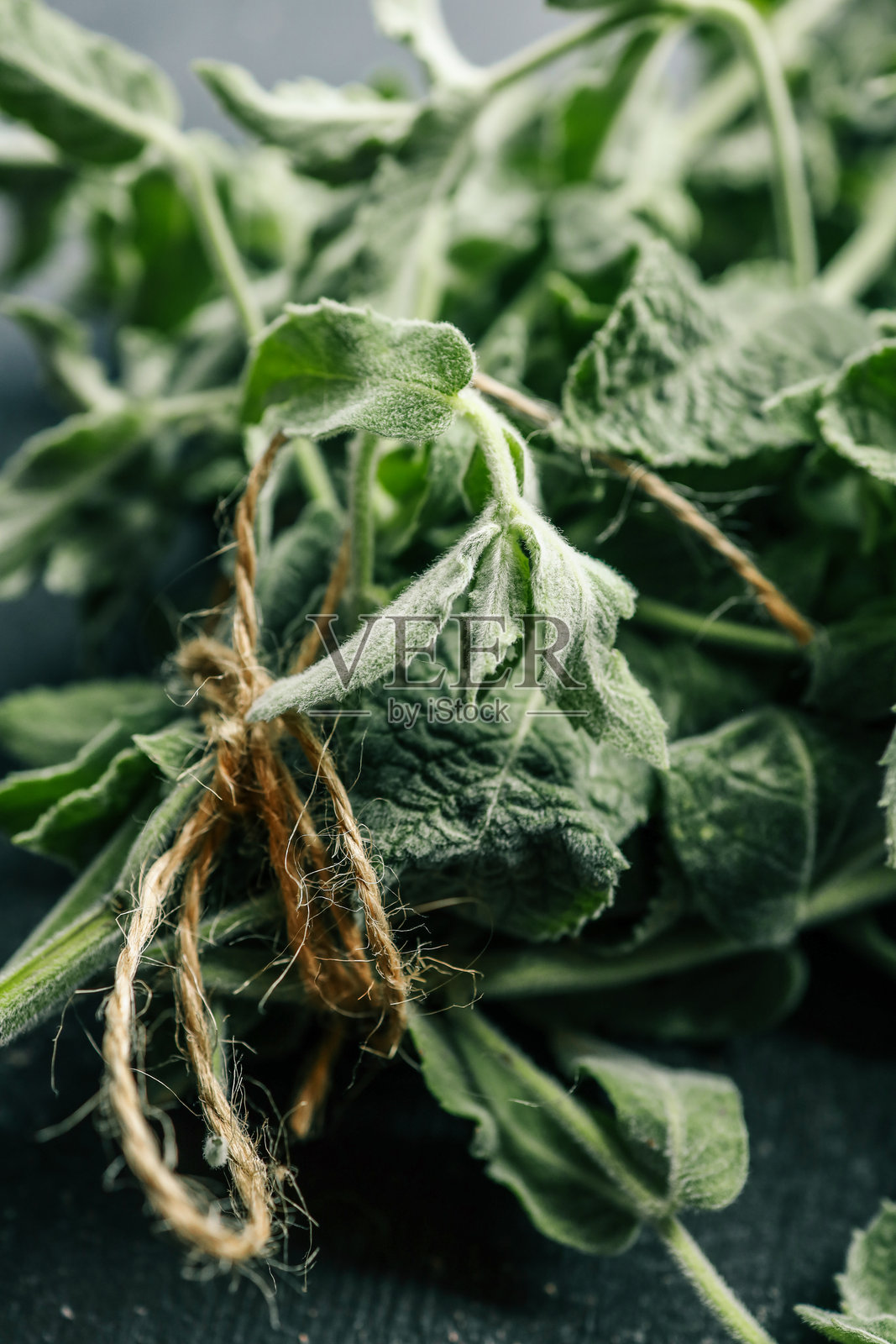 生动的绿色叶子的特写,带有毛茸茸的质感,形成郁郁葱葱的背景。非常适合草药花园、植物研究或自然疗法的概念。照片摄影图片