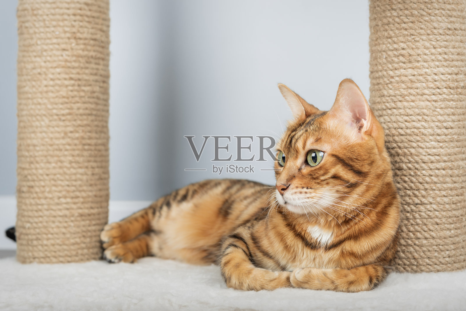 孟加拉猫在抓挠柱上休息。照片摄影图片