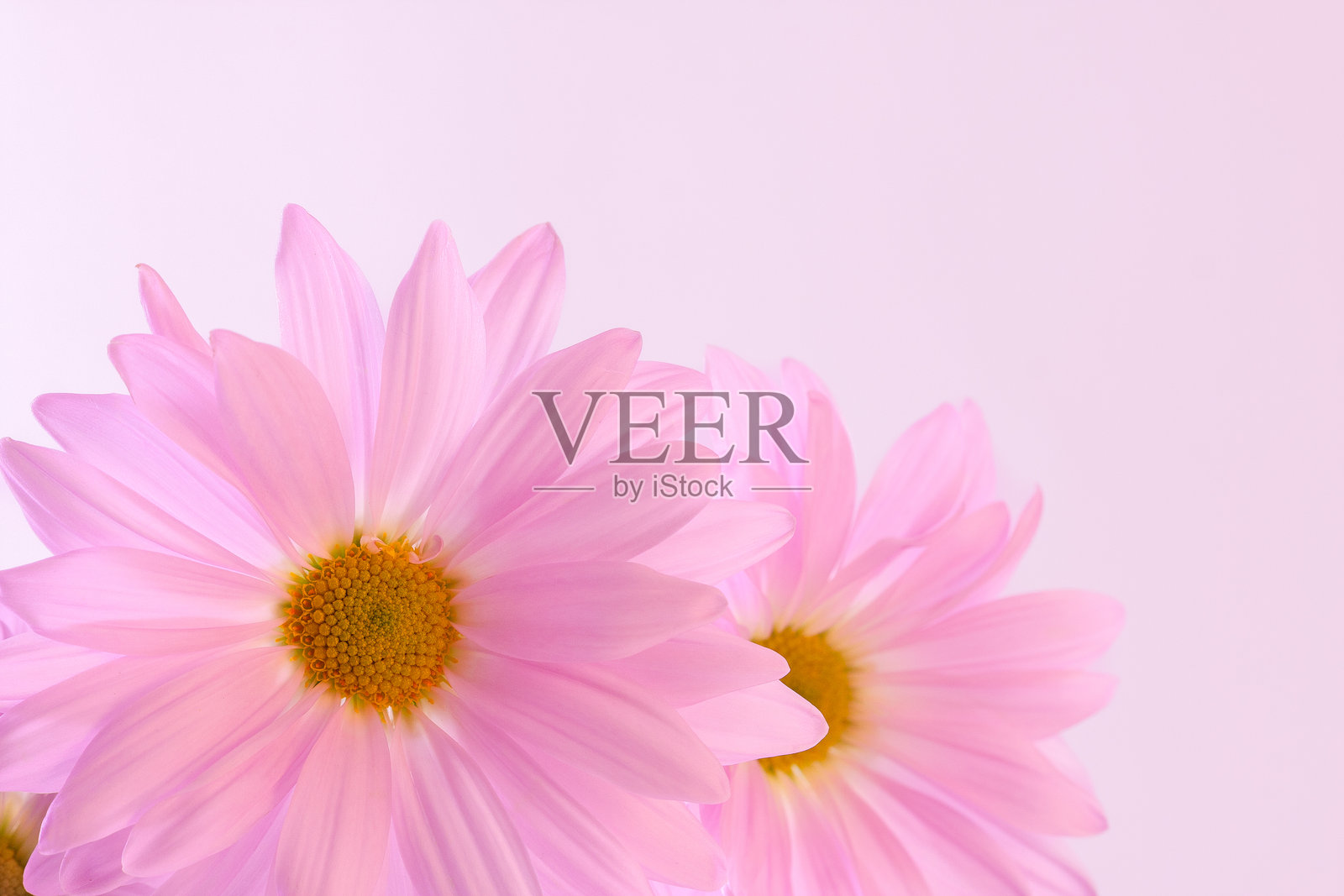 两朵粉色雏菊映衬在浅粉色背景上。照片摄影图片