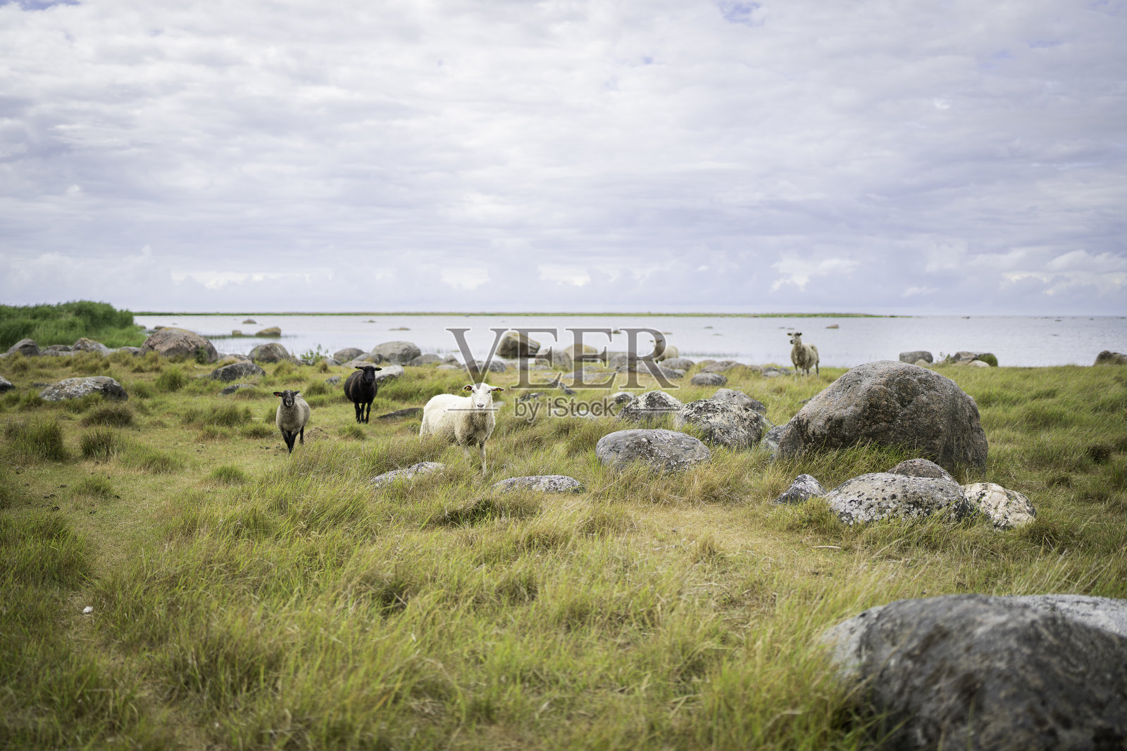 海岛上的海岸风景中一群羊。照片摄影图片