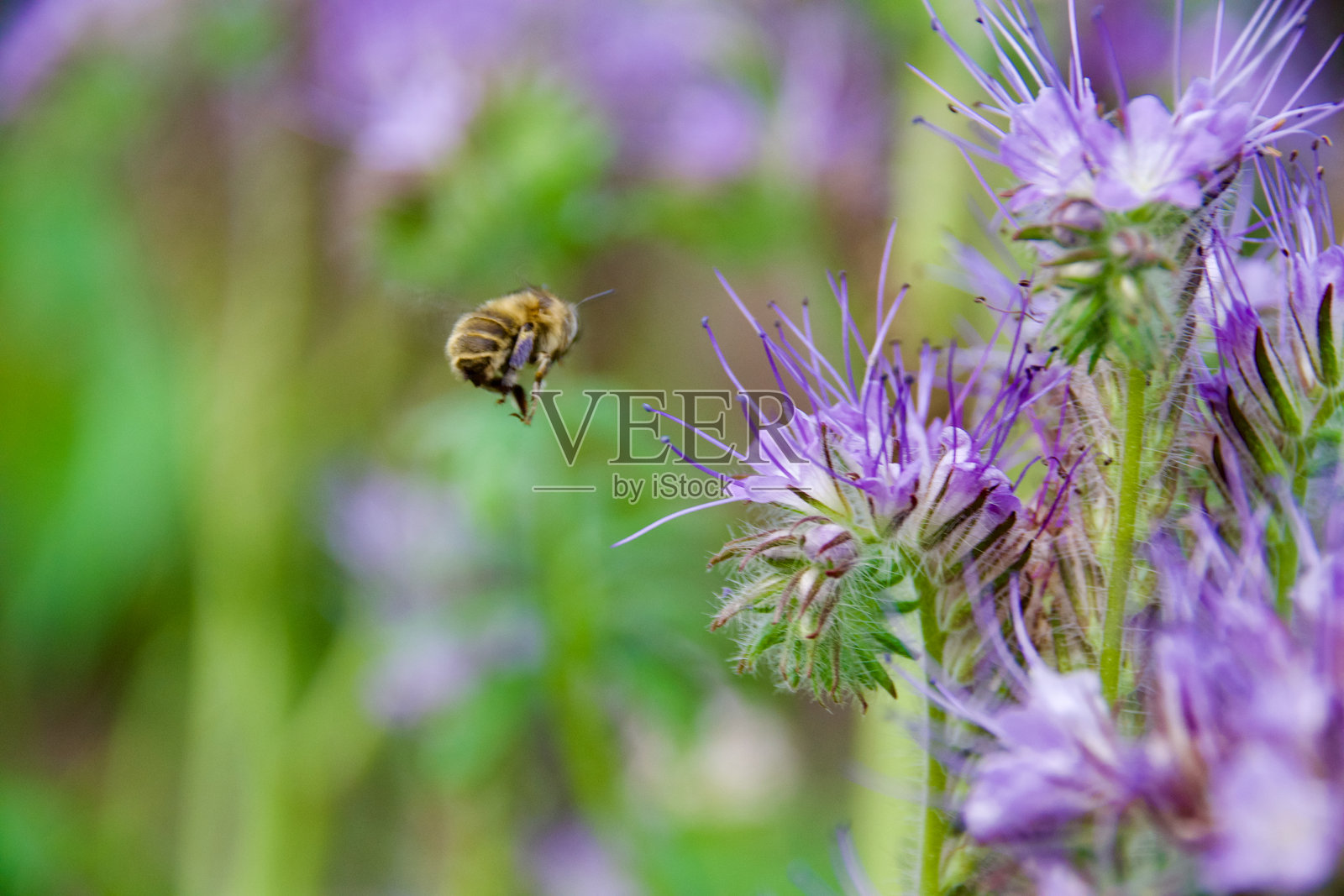 一只野生蜜蜂在紫色的法西利亚花附近盘旋,采集花蜜。照片摄影图片