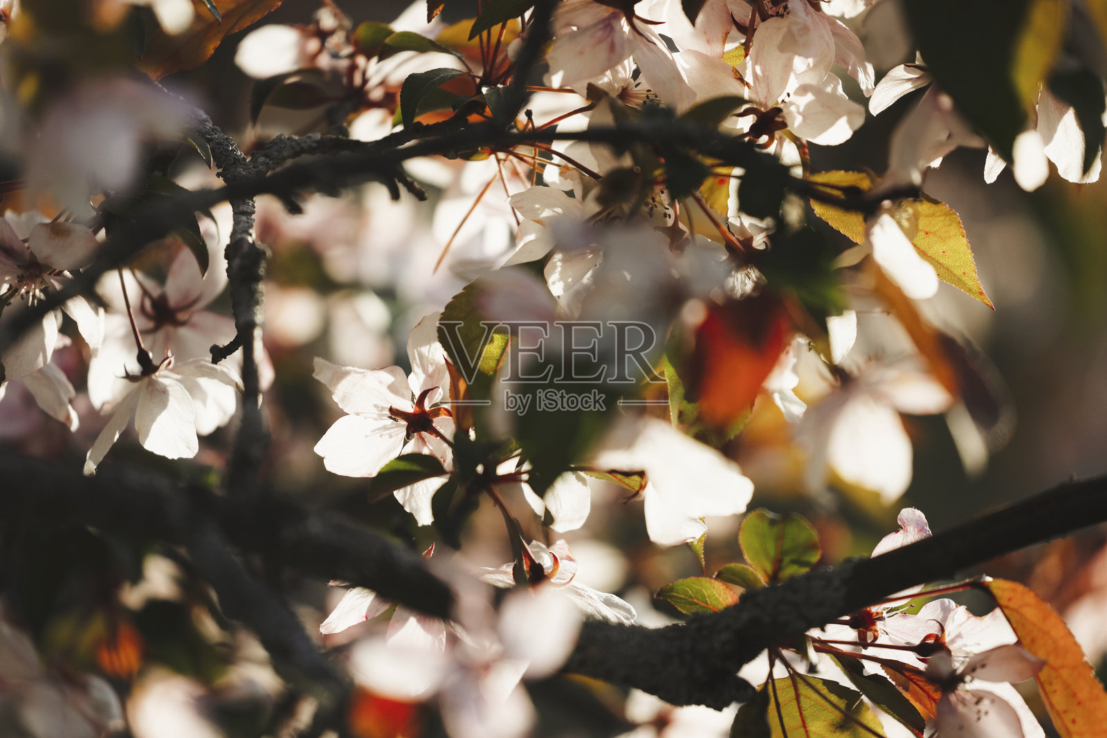 苹果花盛开照片摄影图片