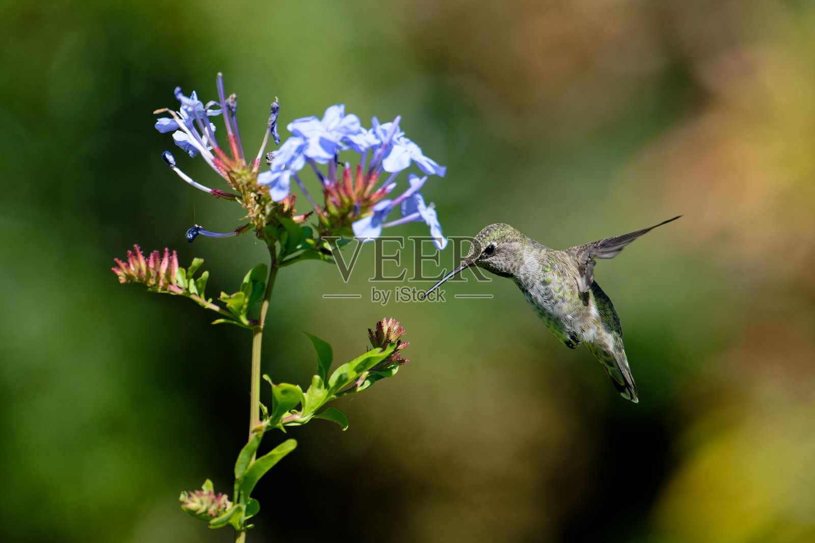 安娜的蜂鸟,哈特利城堡,维多利亚,不列颠哥伦比亚省,加拿大照片摄影图片