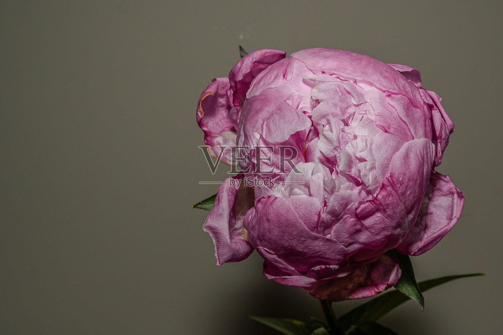 粉色牡丹花在木质背景上照片摄影图片