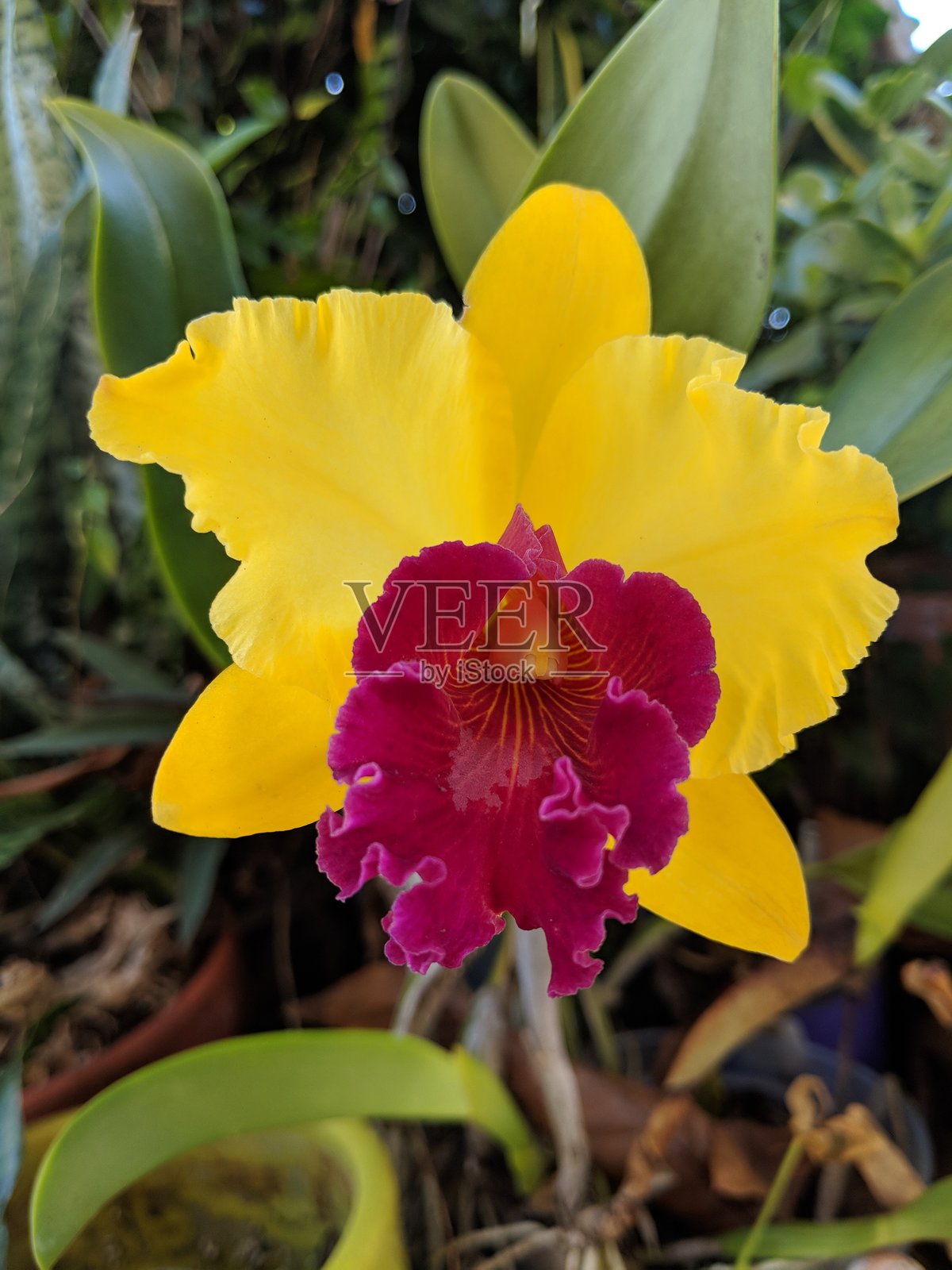 美丽的黄色和紫红色卡特莉亚兰花在佛罗里达州棕榈滩县的花园中盛开,正值十月。照片摄影图片