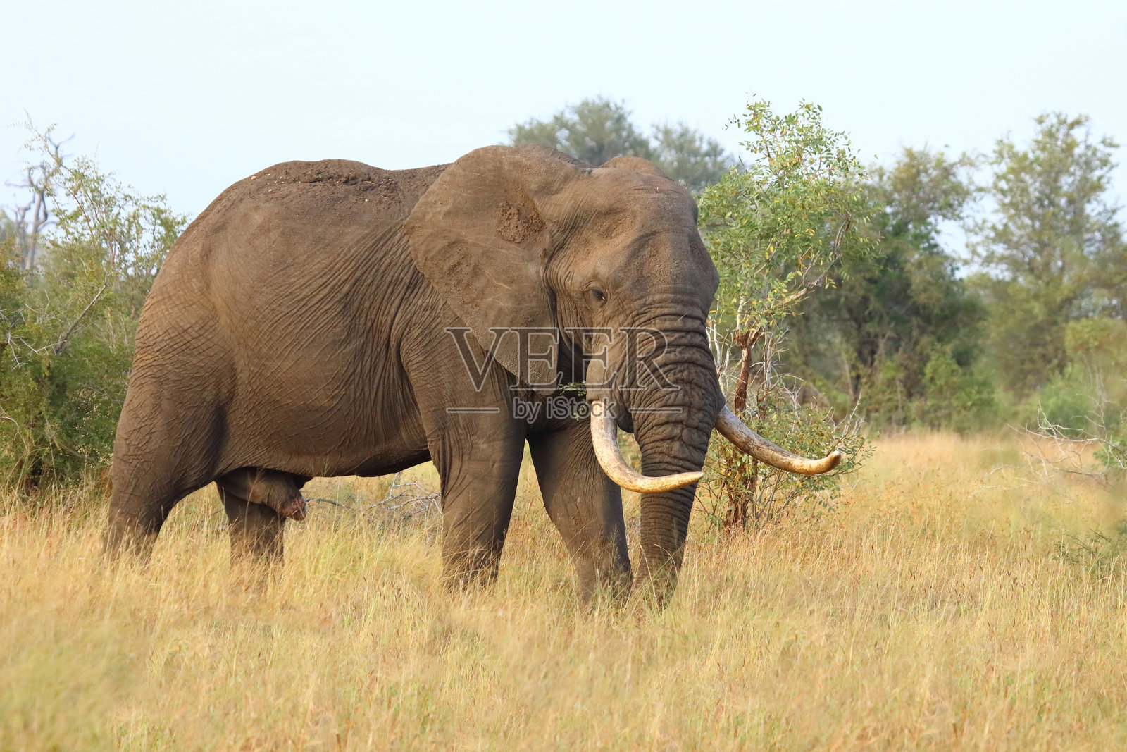 非洲象 / 非洲象 / 非洲象照片摄影图片