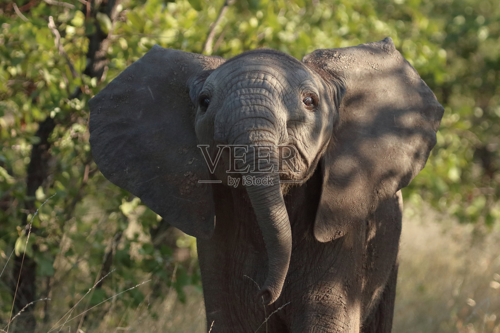 非洲象 / 非洲象 / 非洲象 (Loxodonta africana)照片摄影图片