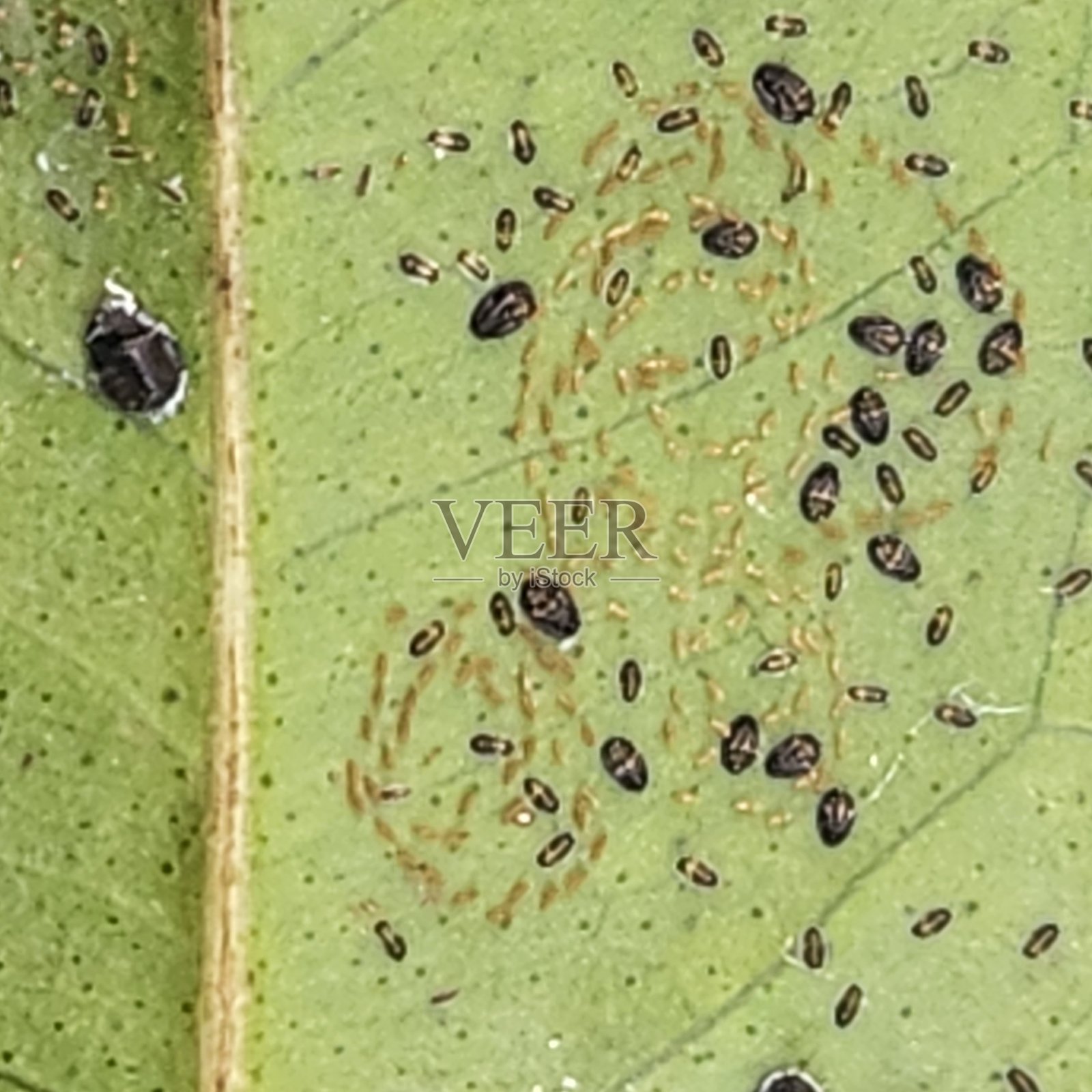 在蛹期,柑橘黑蝇附着在叶子或水果上,形成一个保护性的茧,在其中进行变态,变成成虫。蛹期的虫体坚韧,通常难以控制,导致害虫滋生时间延长。照片摄影图片