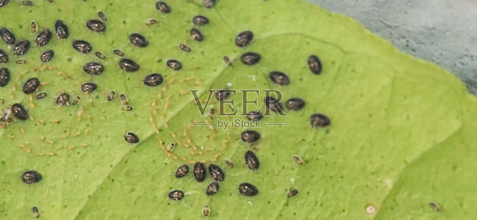 柑橘黑蝇(Aleurocanthus woglumi)的卵产在柑橘植物的叶子上,主要在叶子的背面,幼虫在这里孵化。这些小型活动的幼虫开始吸食植物的汁液,阻碍植物的生长。照片摄影图片