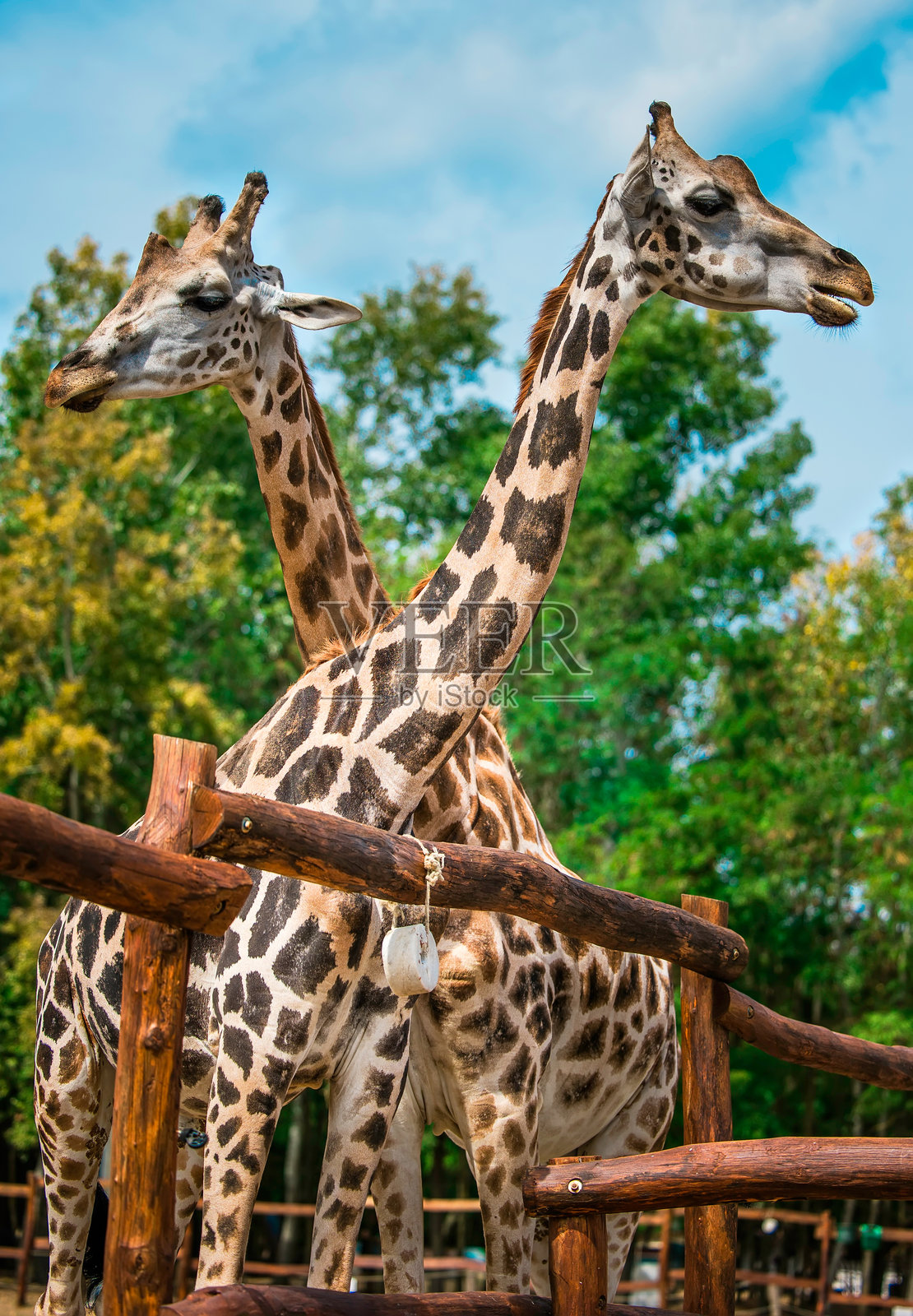 一对长颈鹿的头部和脖子照片摄影图片