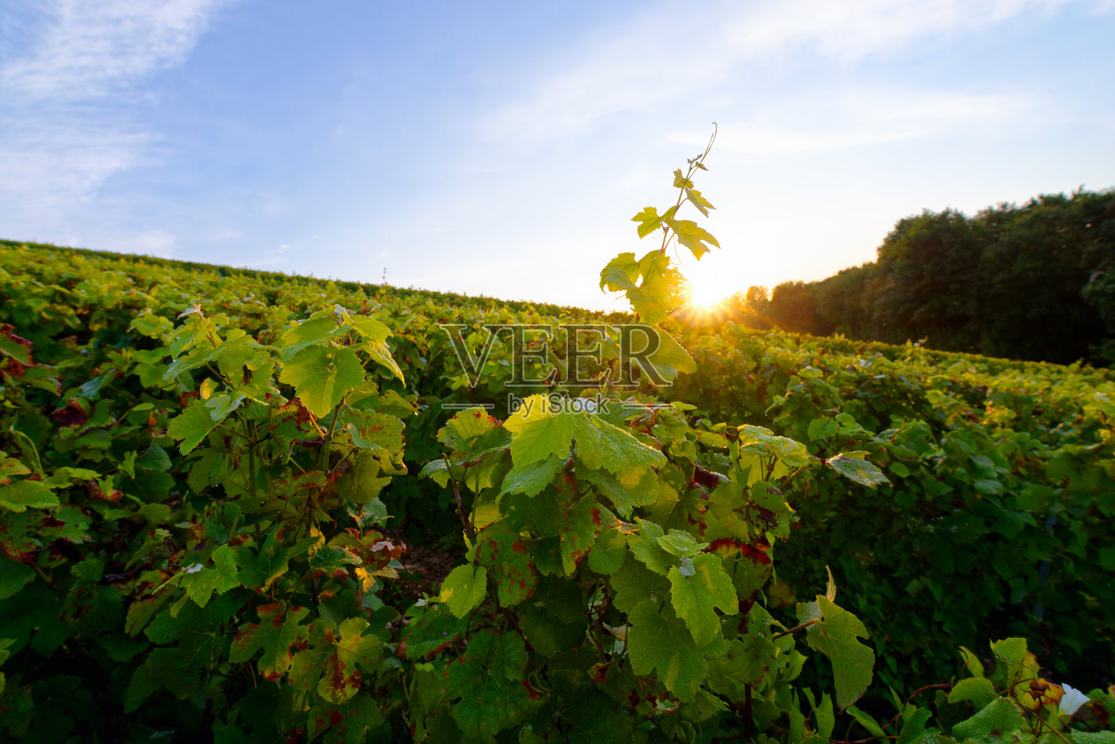 马恩河谷的香槟葡萄园照片摄影图片