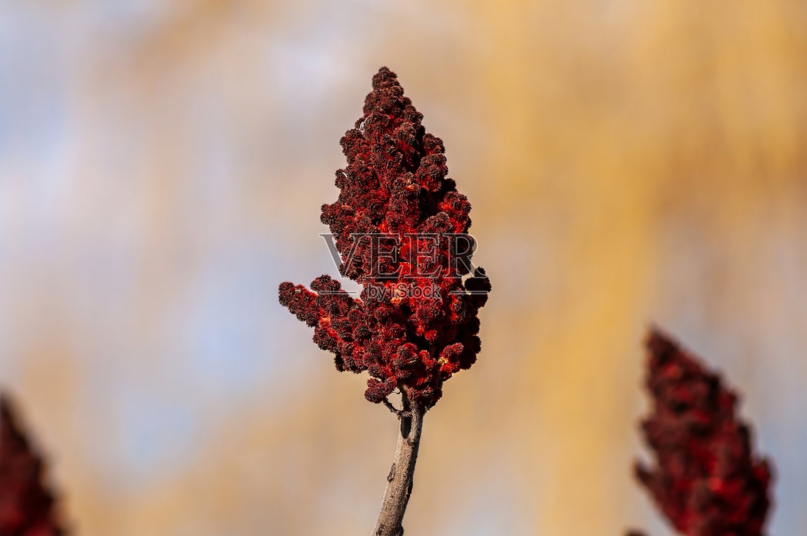 红树莓果的特写,明亮的红色种子,作为烹饪菜肴中的香料使用。照片摄影图片
