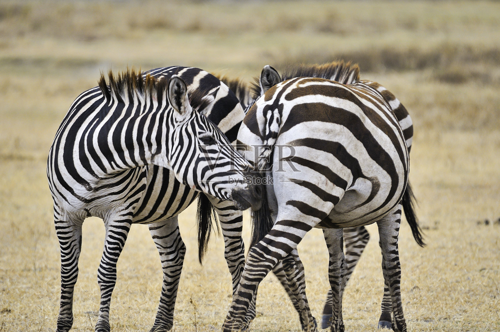两只斑马在干燥的草原上靠近站立,互相梳理和亲密接触,展示了斑马群体特有的自然社交行为。照片摄影图片