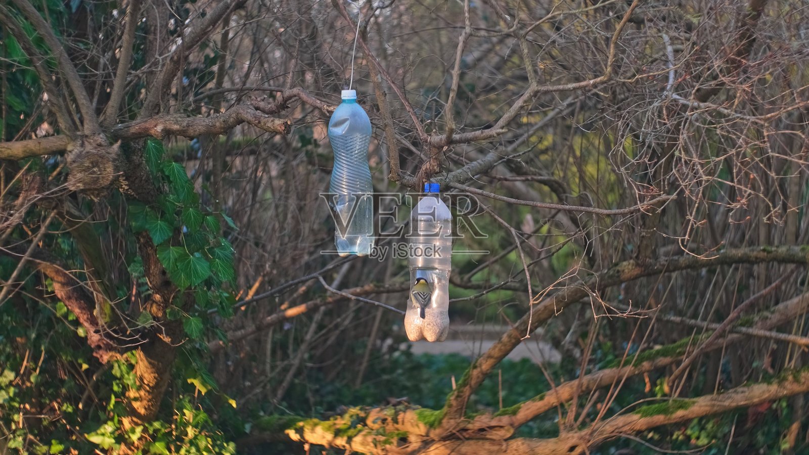 野生欧亚蓝山雀在用塑料PET瓶自制的鸟食器中吃向日葵种子照片摄影图片
