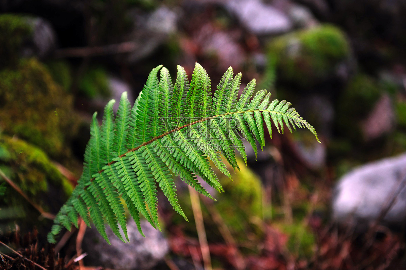 黑暗中的蕨类植物照片摄影图片
