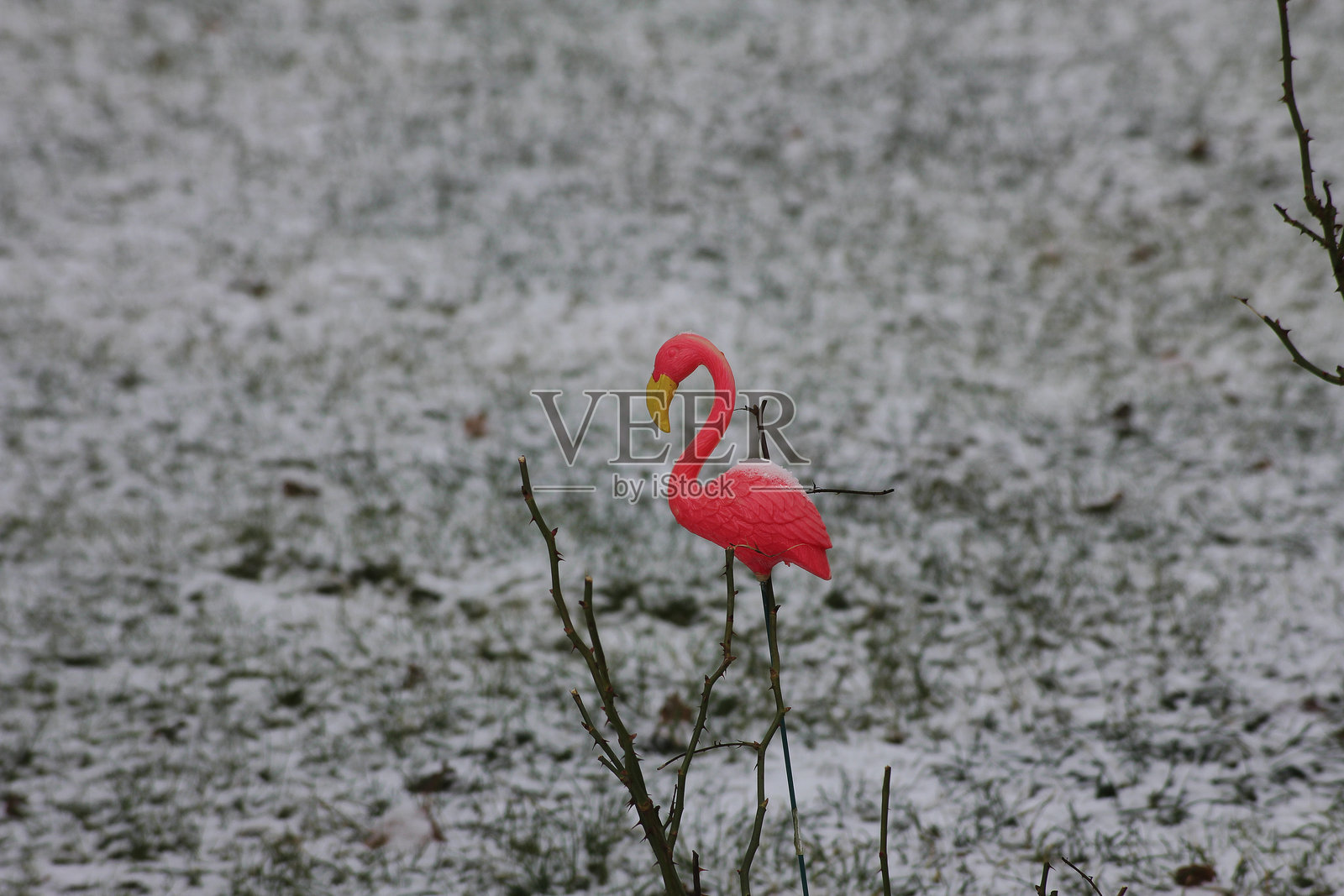 冬天里孤独的粉色花园火烈鸟照片摄影图片