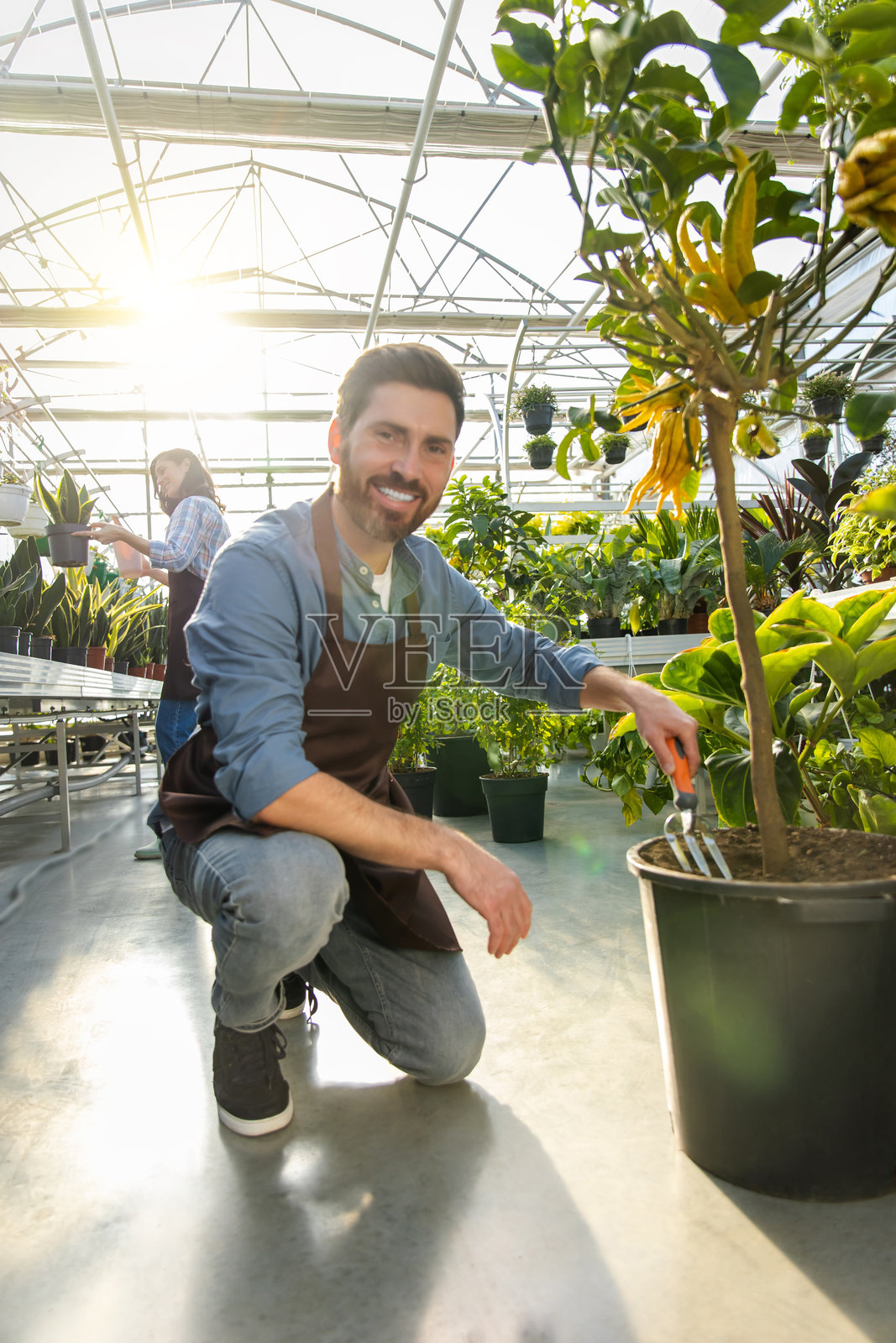 男子在温室中培育室内植物,重新栽种和移植花卉到花盆中照片摄影图片