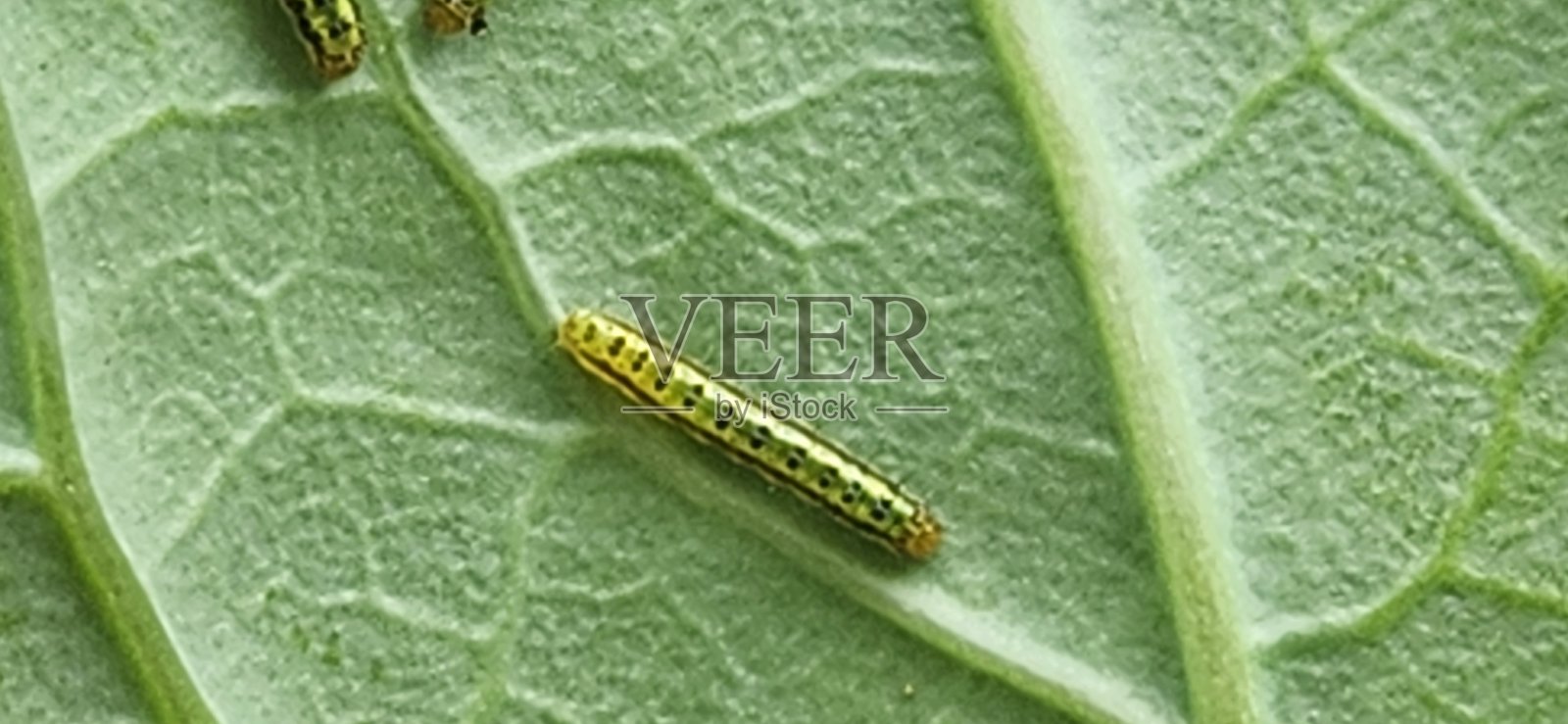 通过以叶子为食,Ascia monuste 毛虫可能会破坏整个农作物,这给农民在生态系统中平衡生物控制和授粉者保护带来了挑战。照片摄影图片