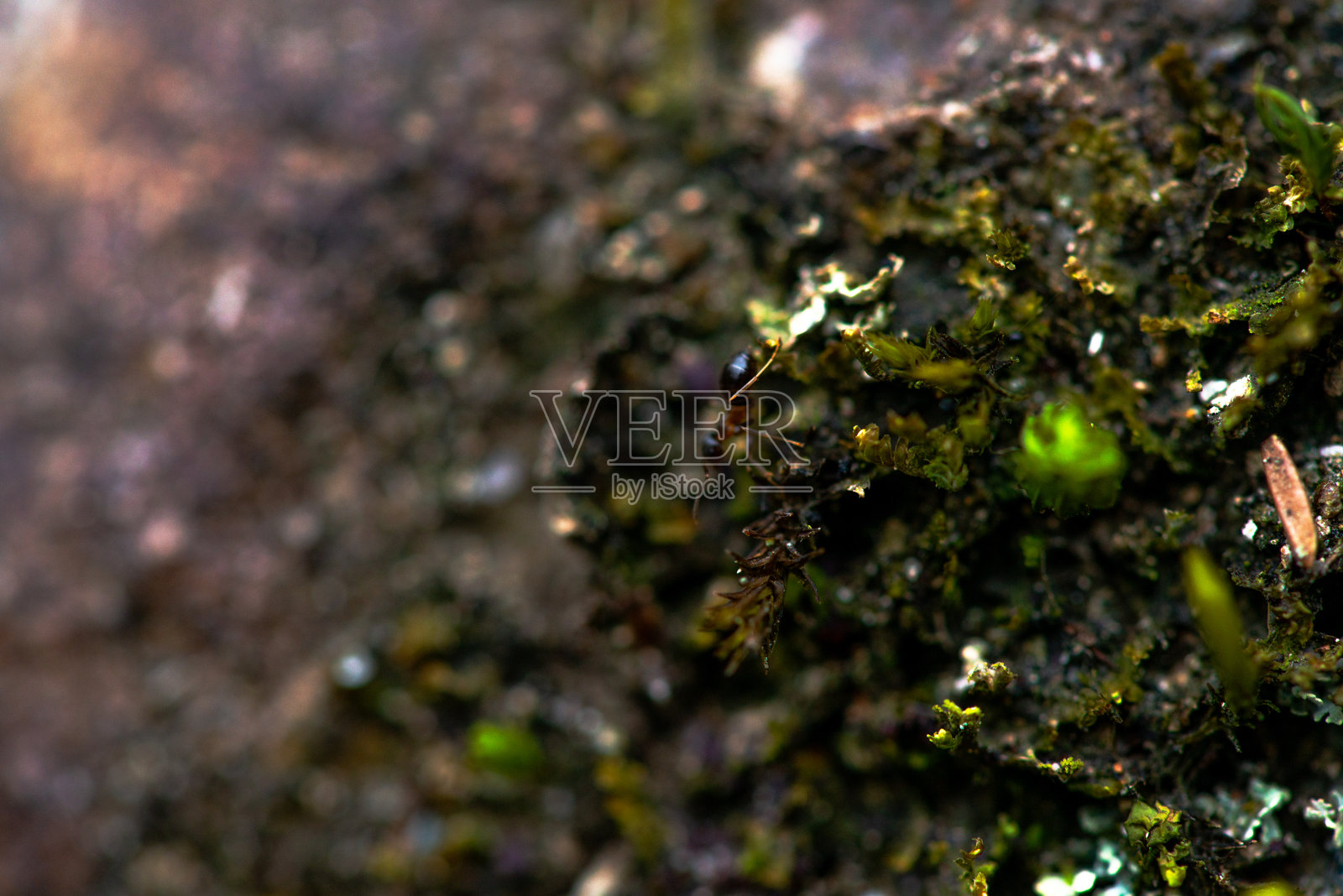 微观奇观:苔藓和地衣的宏观摄影照片摄影图片