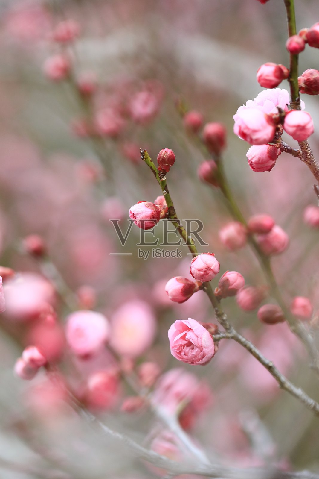 早春梅花照片摄影图片