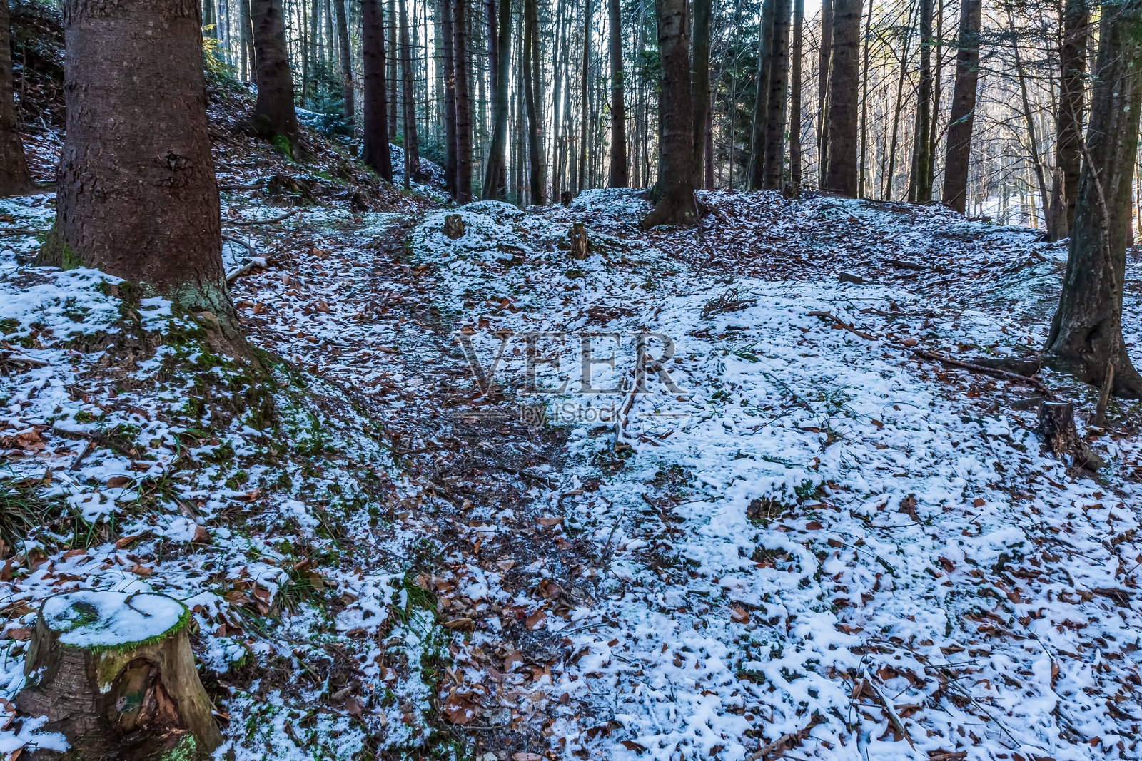 风景 - 森林 - 欧洲,罗马尼亚,苏恰瓦地区照片摄影图片