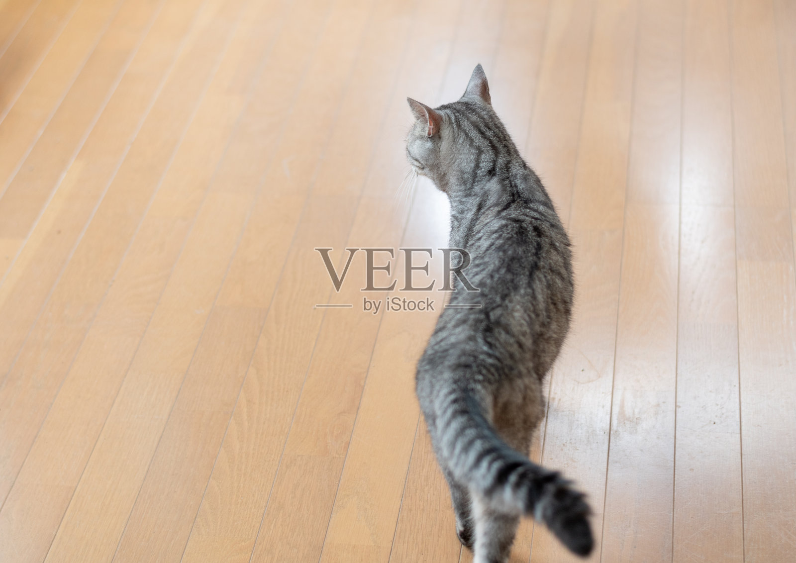 可爱的猫在室内走来走去照片摄影图片