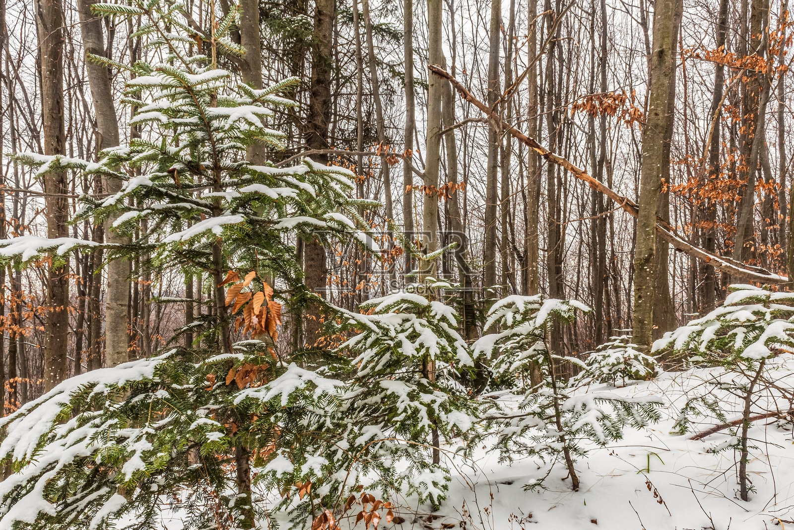 风景 - 森林 - 欧洲,罗马尼亚,苏恰瓦地区照片摄影图片