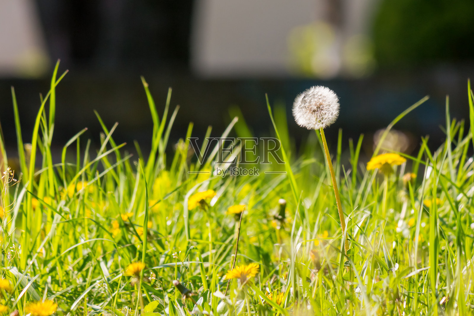 春天草丛中的蒲公英照片摄影图片