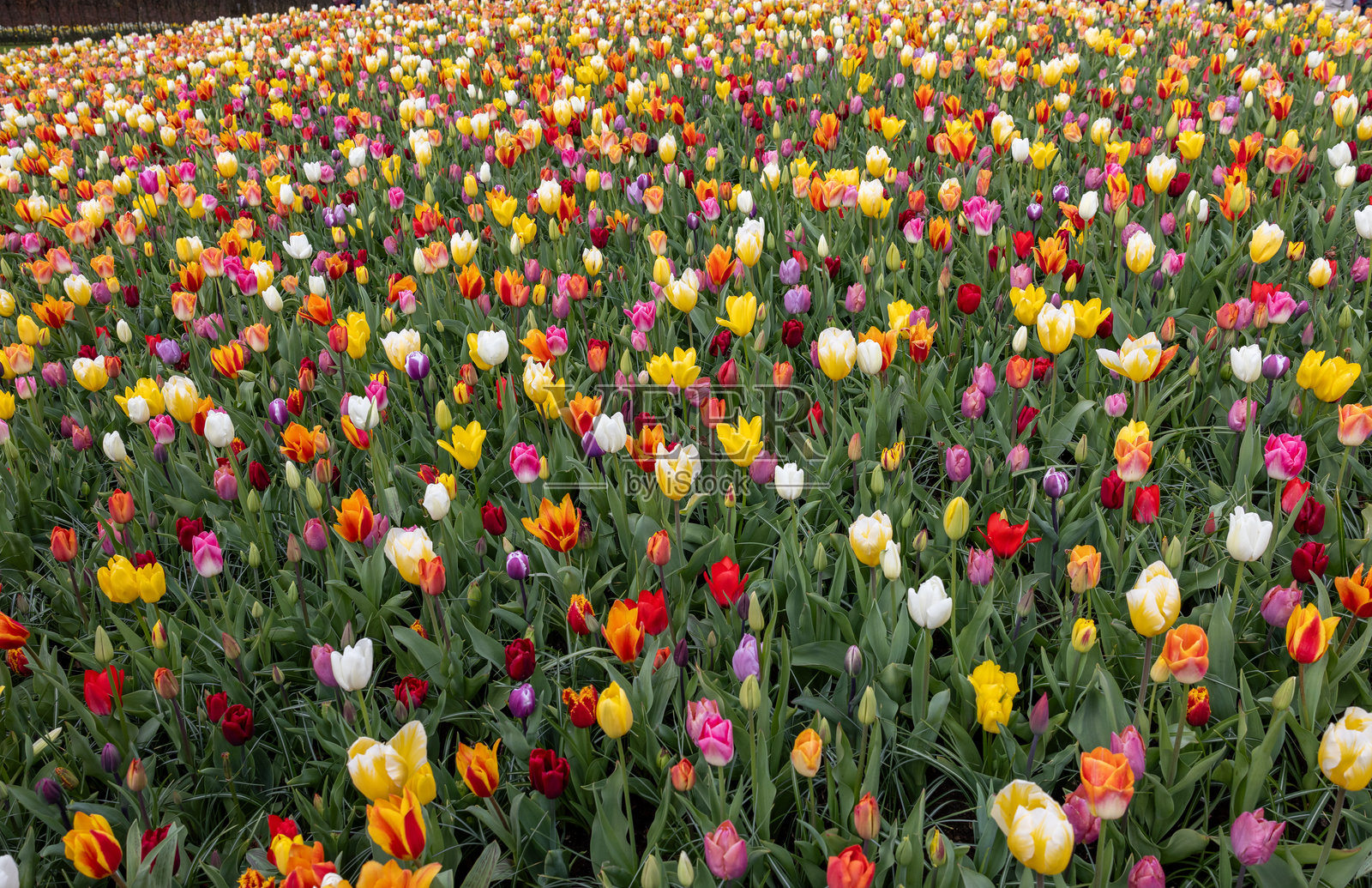 五彩缤纷的郁金香在花园中盛开照片摄影图片