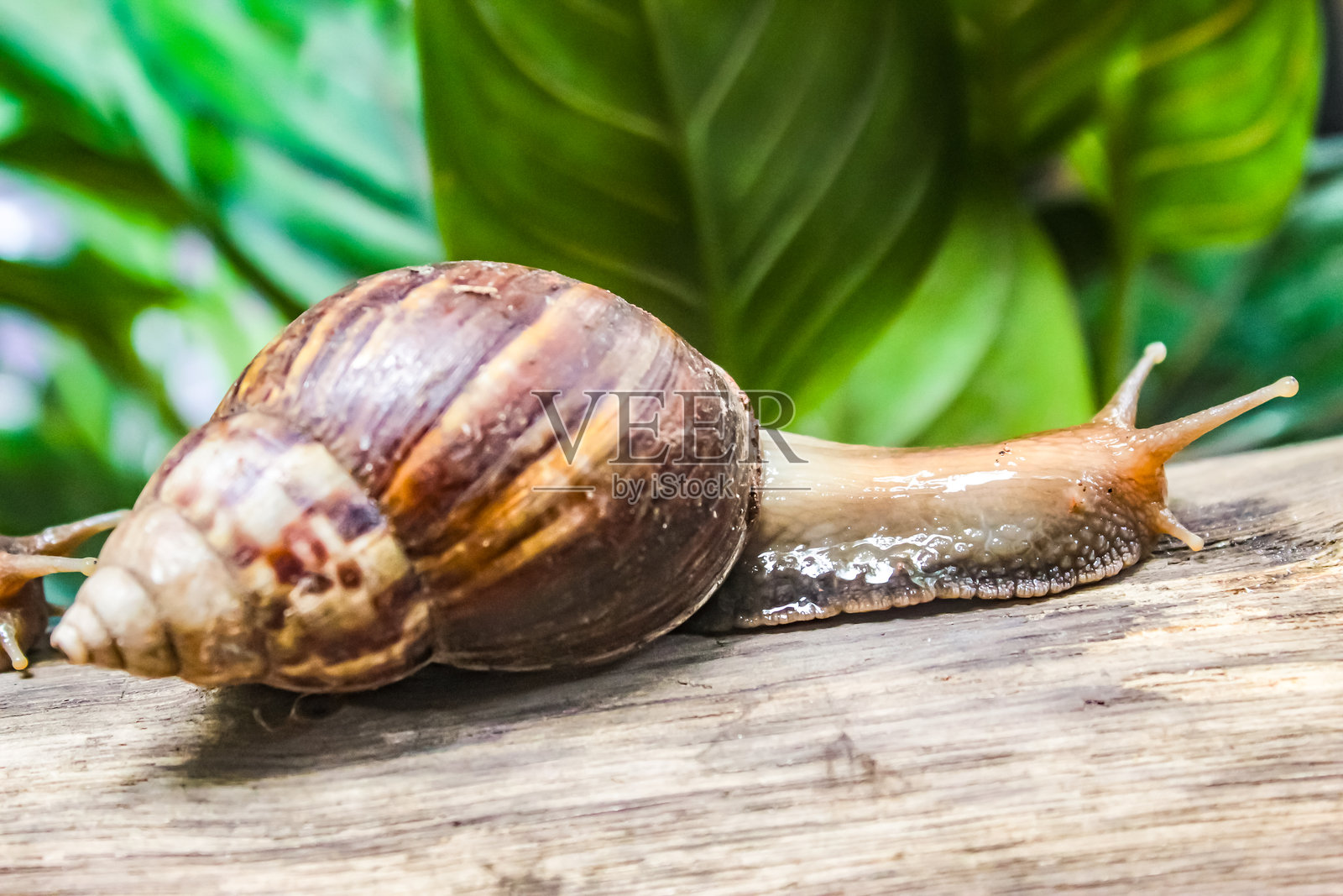 树干上的蜗牛照片摄影图片