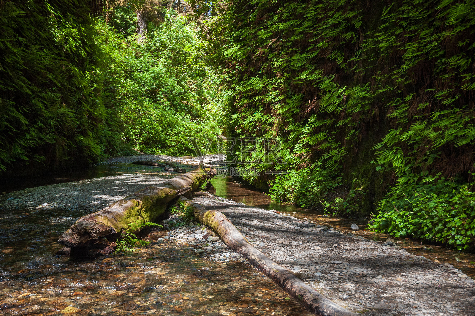 红木国家公园的蕨类峡谷照片摄影图片