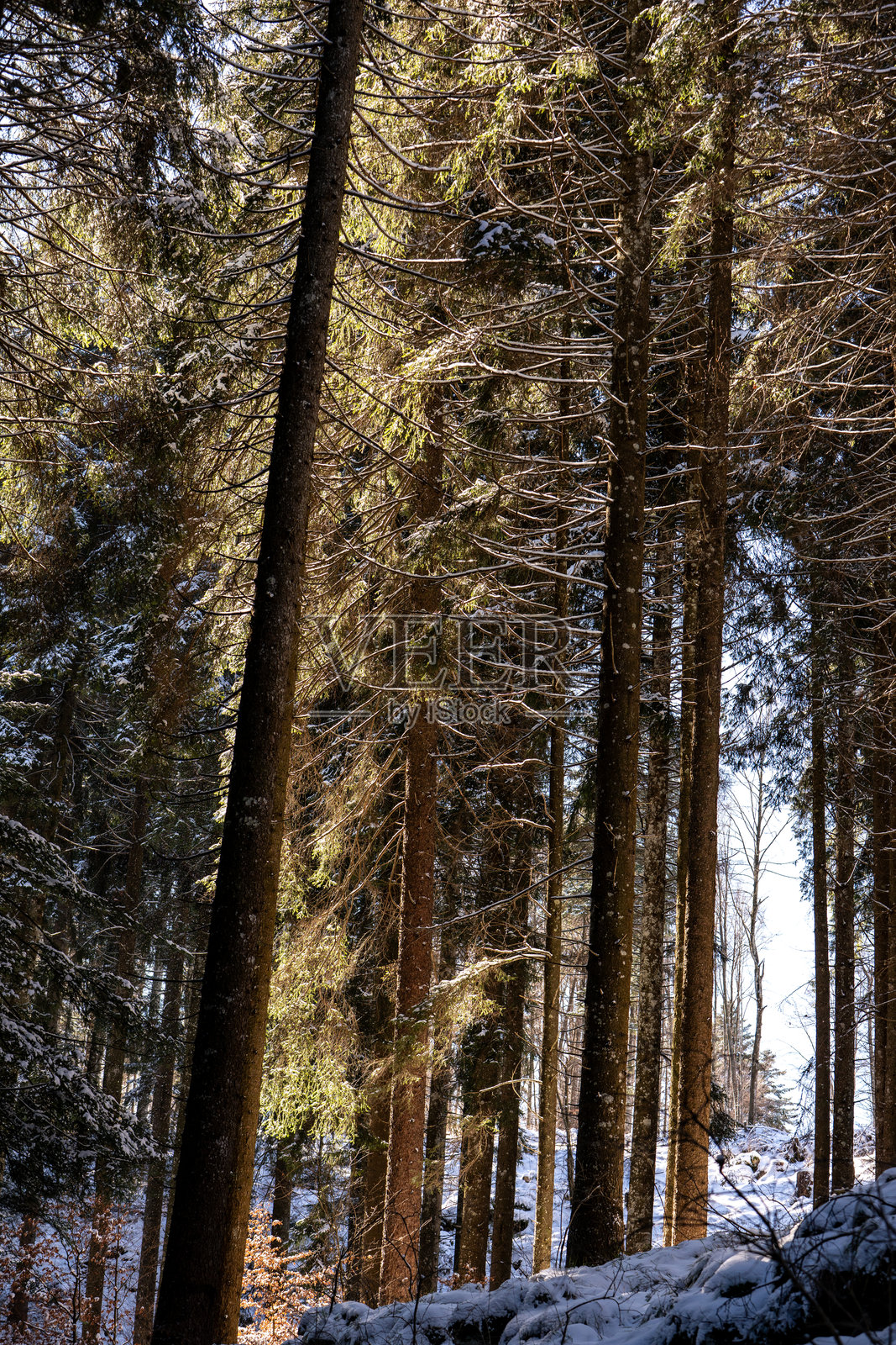 意大利阿尔卑斯山森林中的冬季树木照片摄影图片