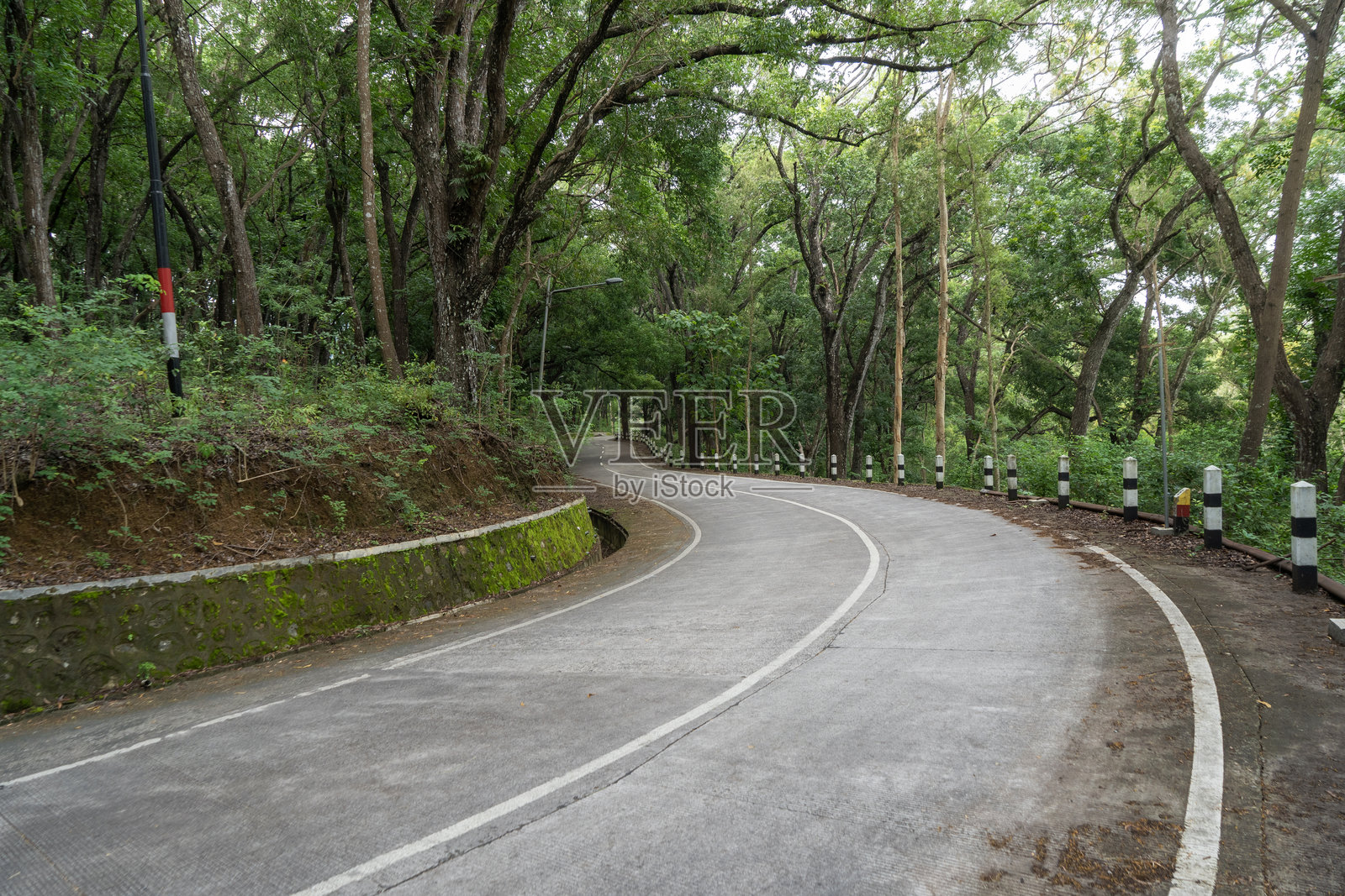 森林中的曲折混凝土道路照片摄影图片