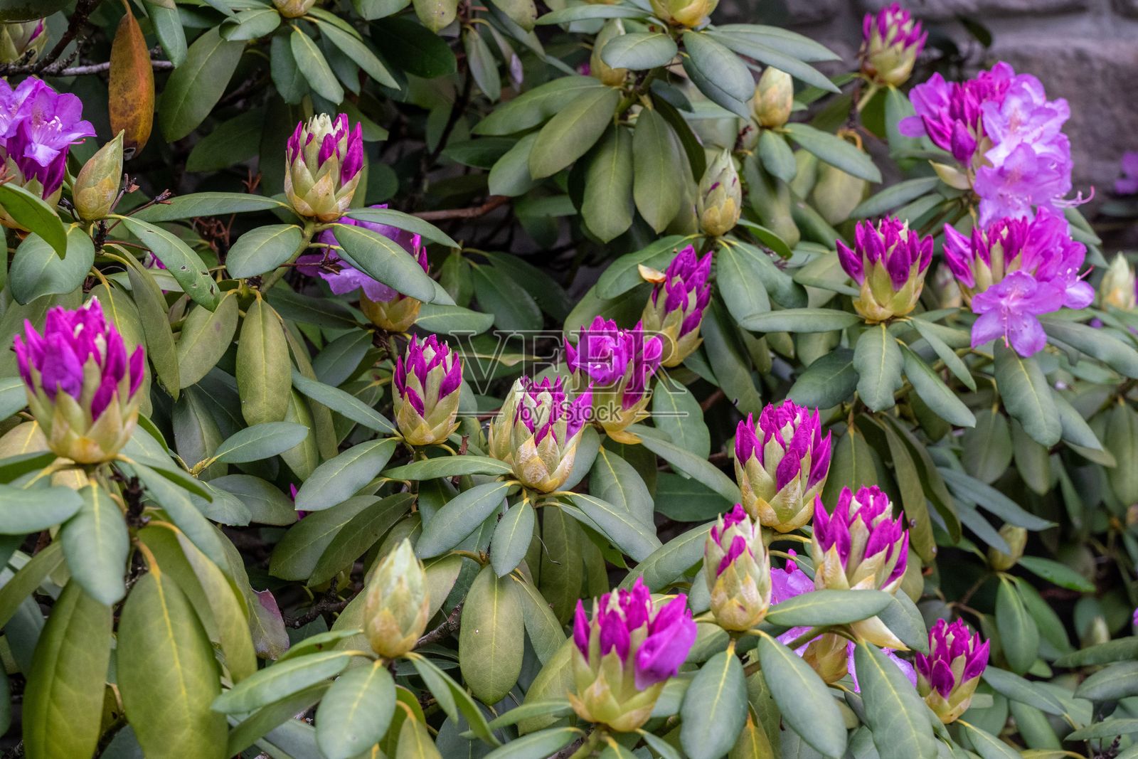 紫色杜鹃花盛开照片摄影图片