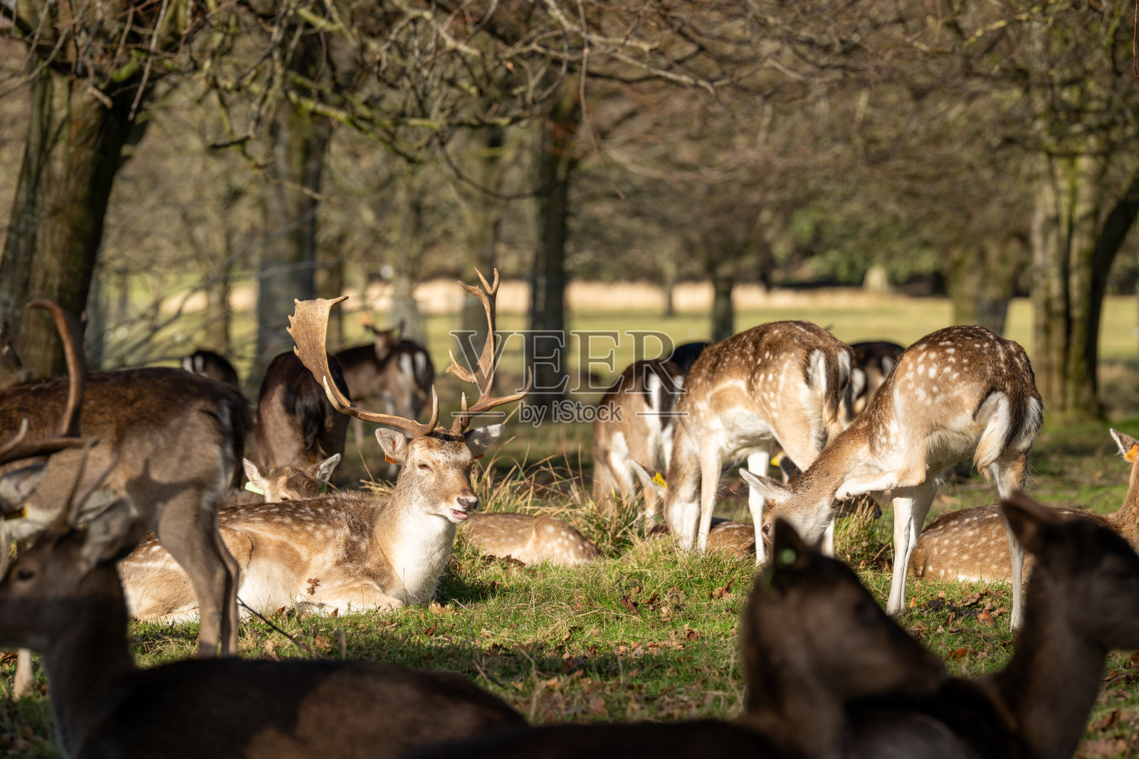 梅花鹿照片摄影图片