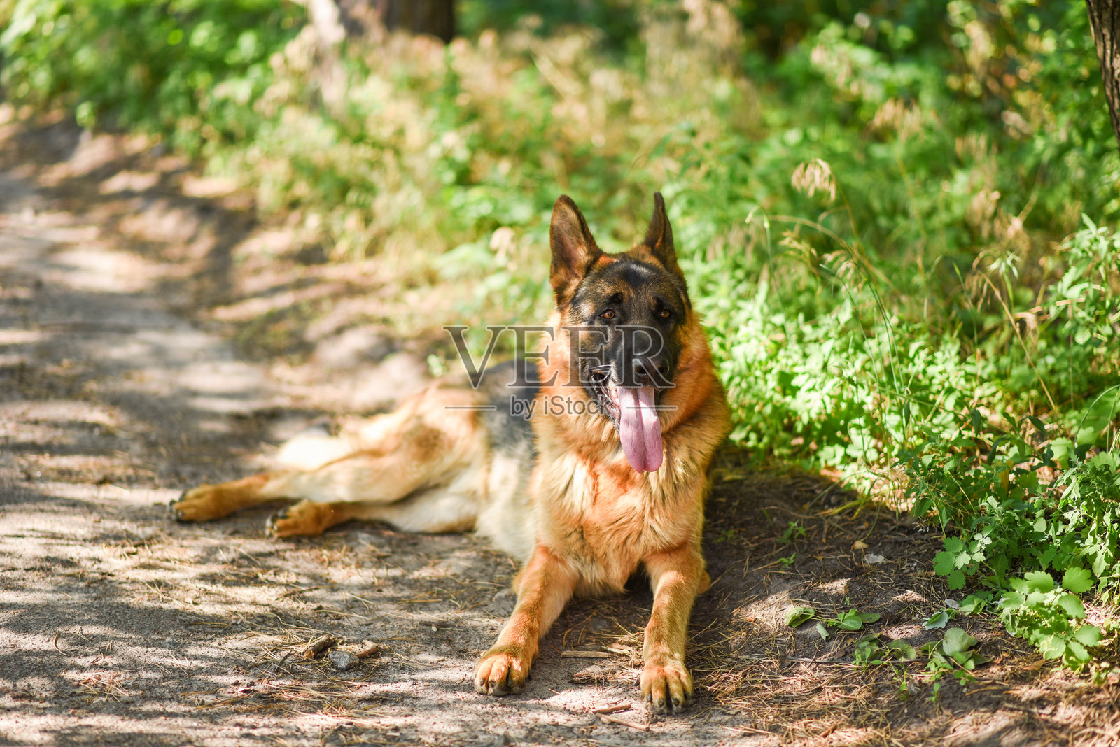 夏季森林中散步的雄性德国牧羊犬,大狗在阳光下的田野中行走,温暖季节遛狗,狗狗叼着一根棍子。照片摄影图片