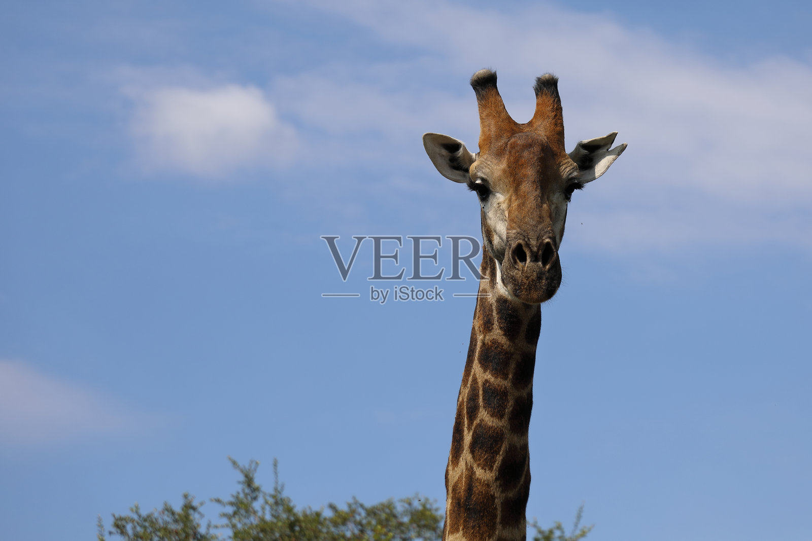 长颈鹿 / 长颈鹿 / 长颈鹿照片摄影图片