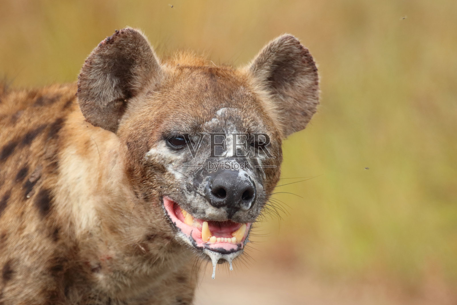 斑点土狼 / Crocuta crocuta照片摄影图片