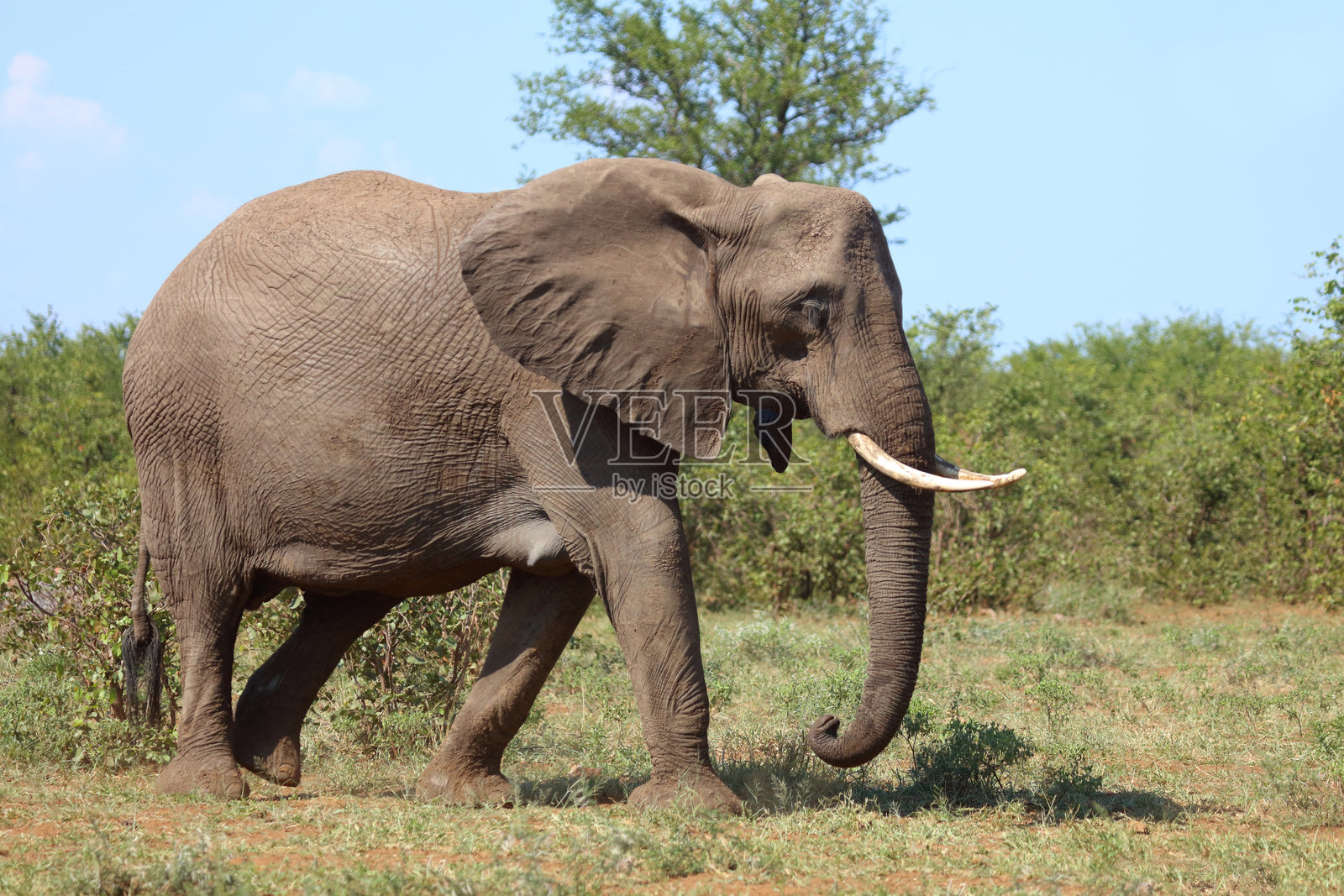 非洲象 / 非洲象 / 非洲象 (Loxodonta africana)照片摄影图片