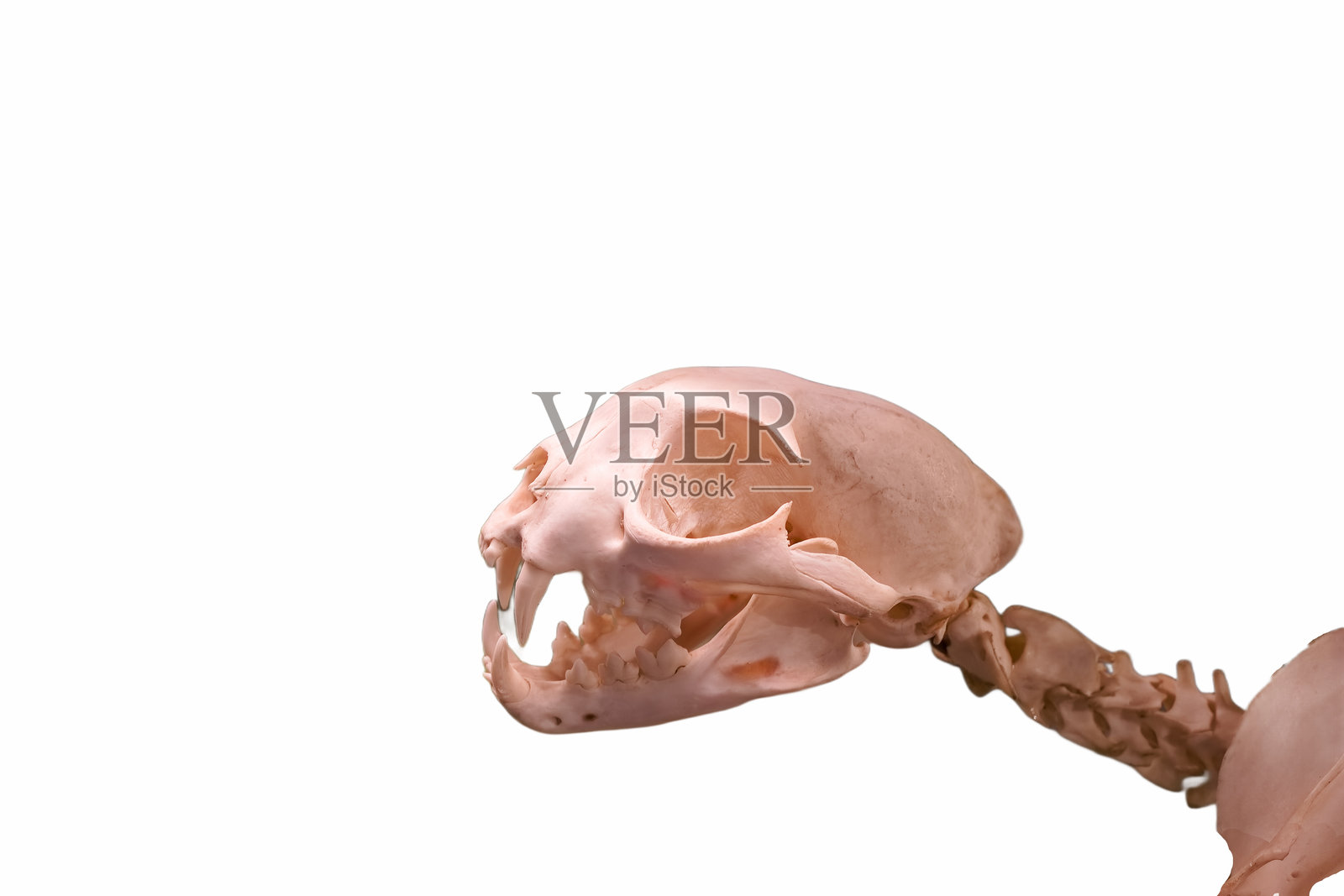 头骨,骨骼,史前,古生物学,背景,截断,白色,古代动物照片摄影图片