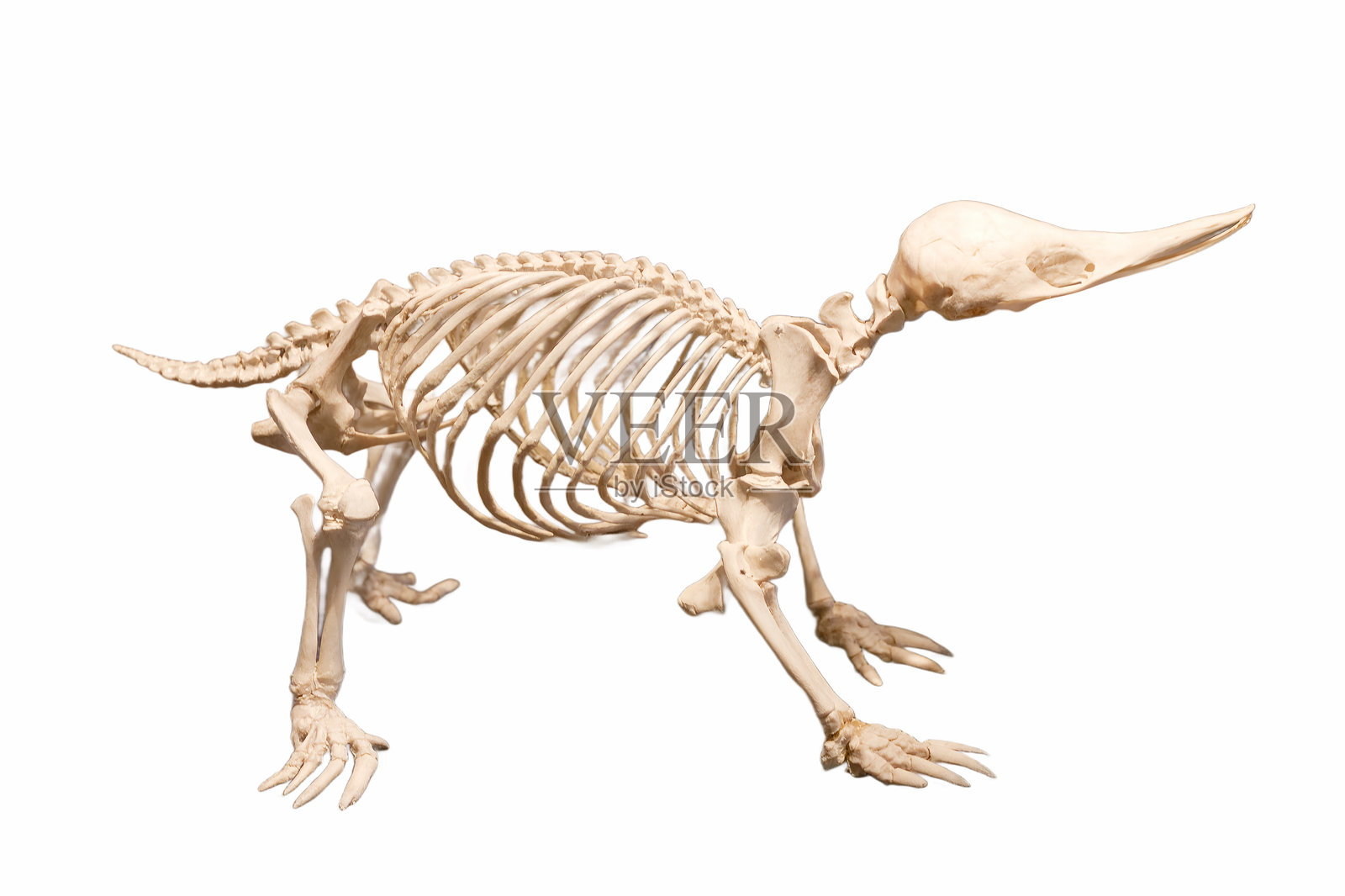 骨骼,骨头,古代,动物,自然,野生动物,背景,白色,截断,结构,解剖学照片摄影图片