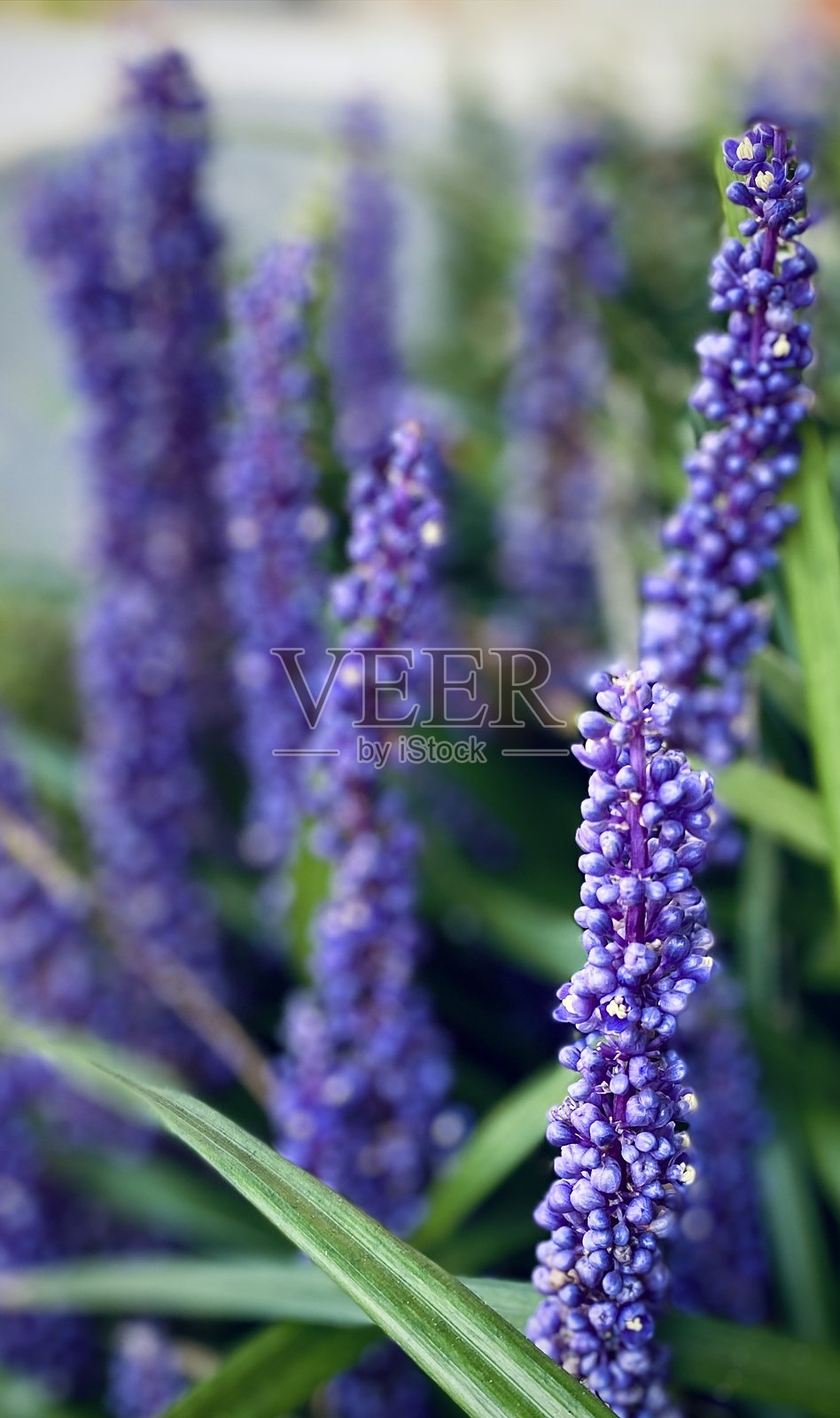 紫色的林间花卉照片照片摄影图片