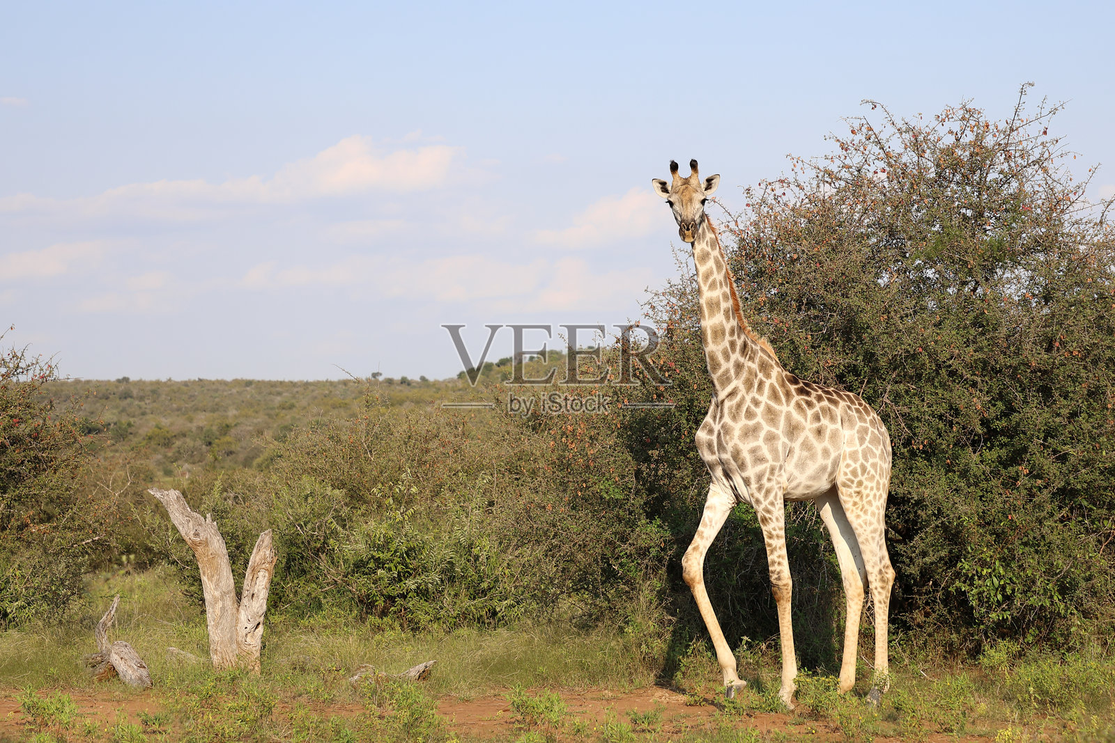 长颈鹿 / 长颈鹿 / 长颈鹿照片摄影图片