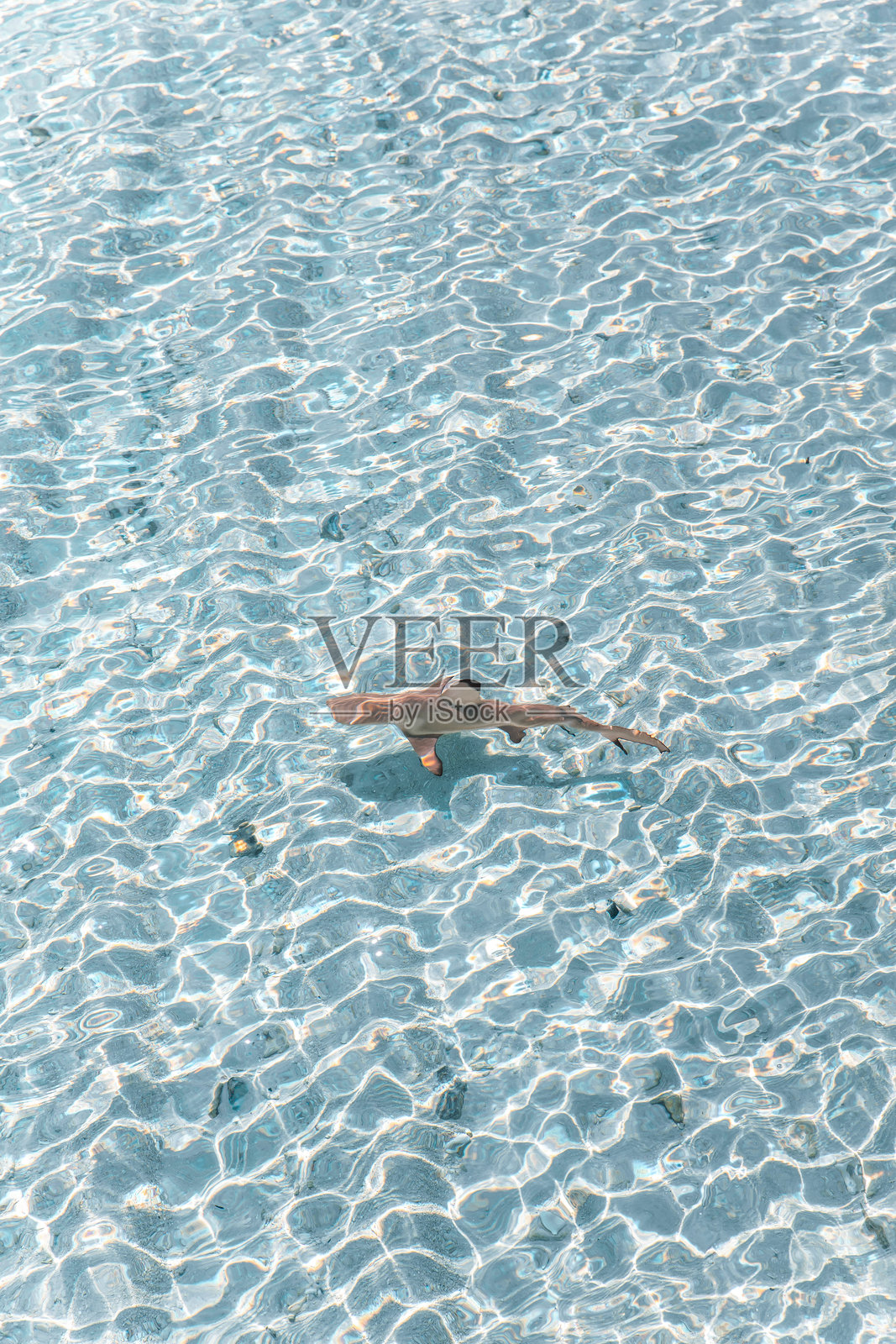 马尔代夫岛屿度假村环礁的热带碧绿泻湖中,黑鳍礁鲨在水中游动的无人机航拍视角照片摄影图片