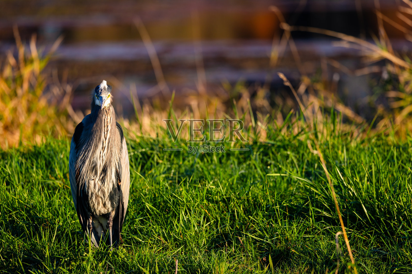 大蓝鹭照片摄影图片