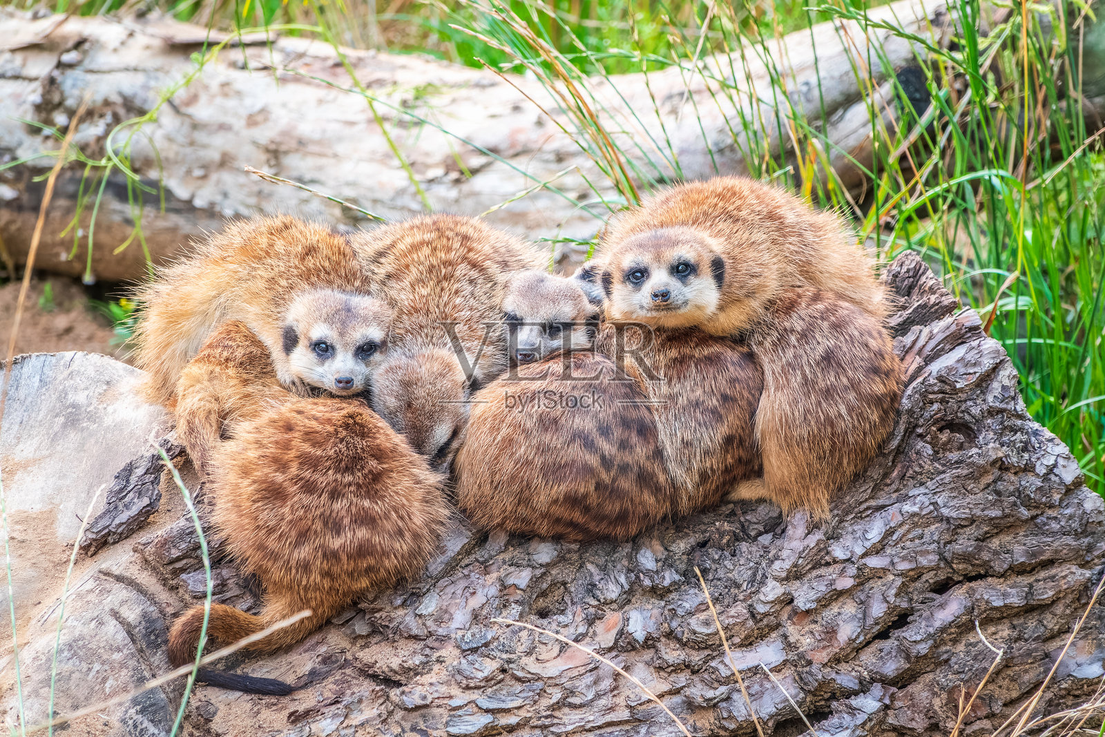 一群可爱的狐獴。狐獴家庭正在晒太阳。照片摄影图片