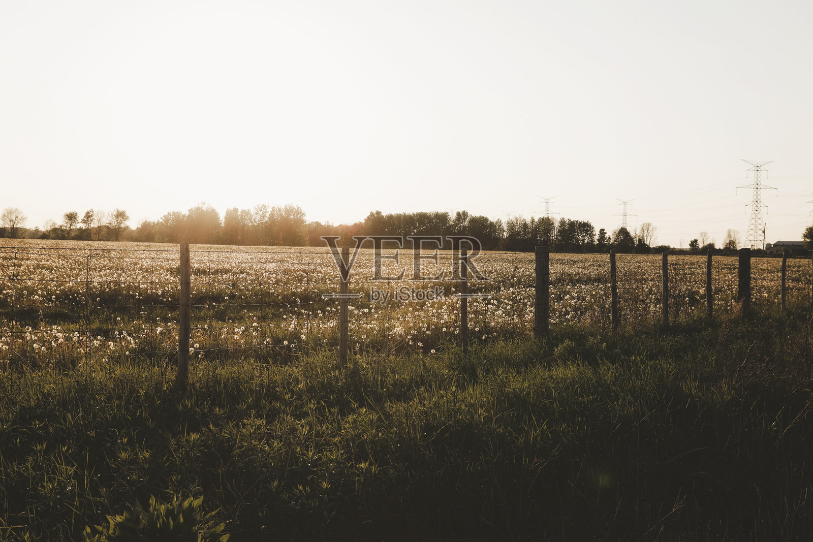 草地上的蒲公英照片摄影图片