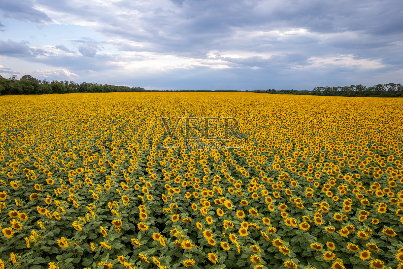 向日葵田。农业。向日葵的鸟瞰图照片摄影图片