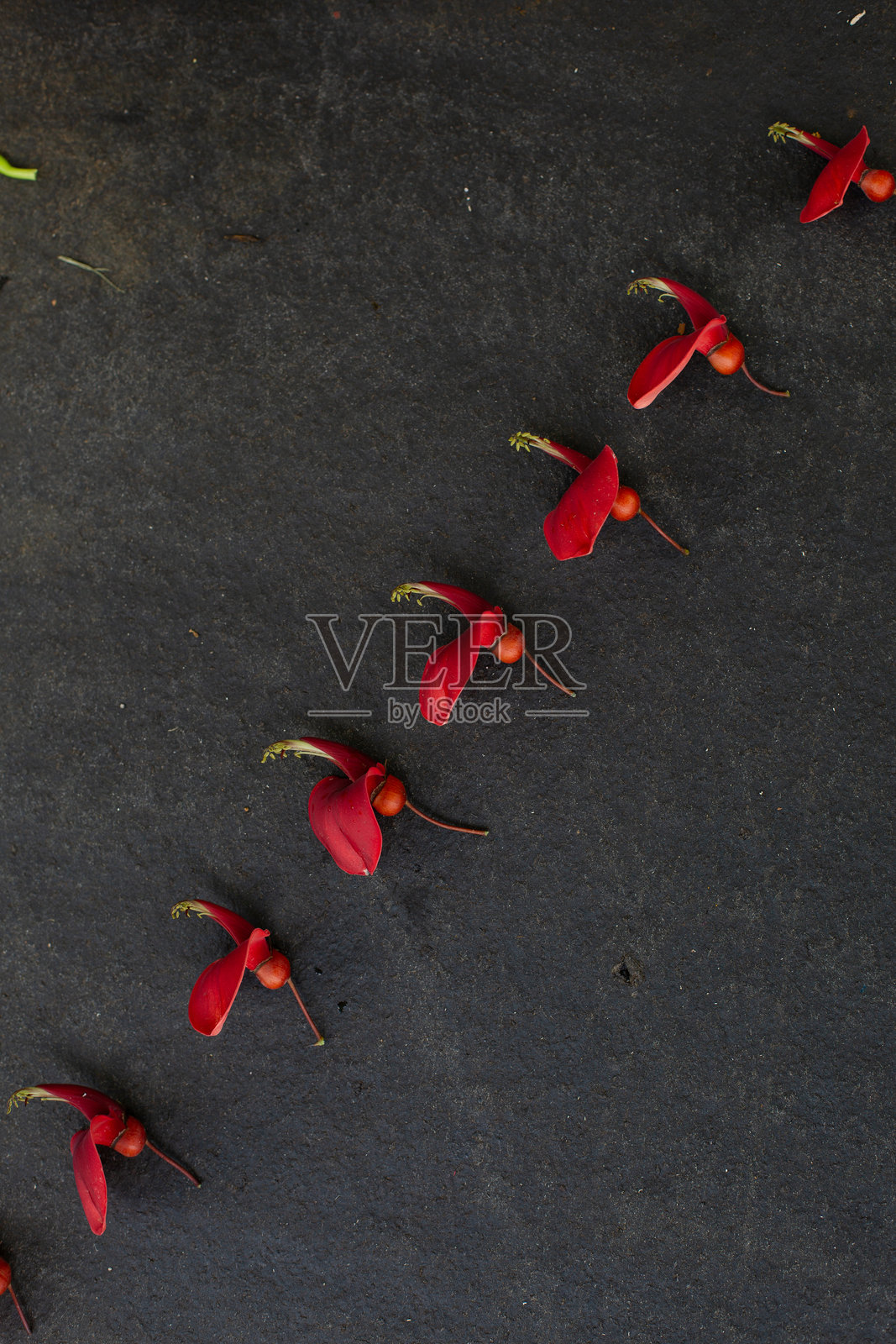 在夏威夷考艾岛,黑色背景上有趣的重复图案排列的植物种子和茎的特写。照片摄影图片